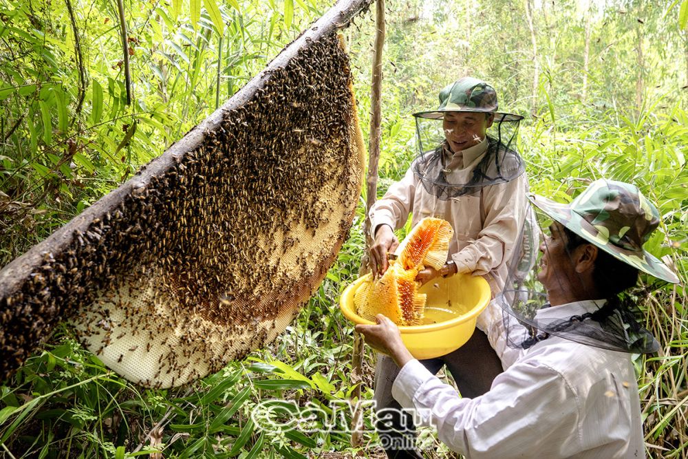 Về đất rừng U Minh Hạ lội rừng săn ong mật, đặt lọp bắt cá đồng, thưởng thức bao sản vật đặc trưng - Ảnh 2.