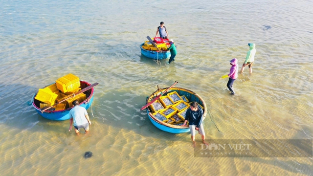 Trong tiết trời đương hạ, la liệt cá, tôm đủ loại tươi roi rói nơi vùng biển đẹp như tranh vẽ ở Quảng Ngãi- Ảnh 2.