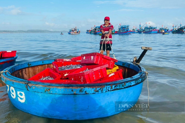 Trong tiết trời đương hạ, la liệt cá, tôm đủ loại tươi roi rói nơi vùng biển đẹp như tranh vẽ ở Quảng Ngãi- Ảnh 10.