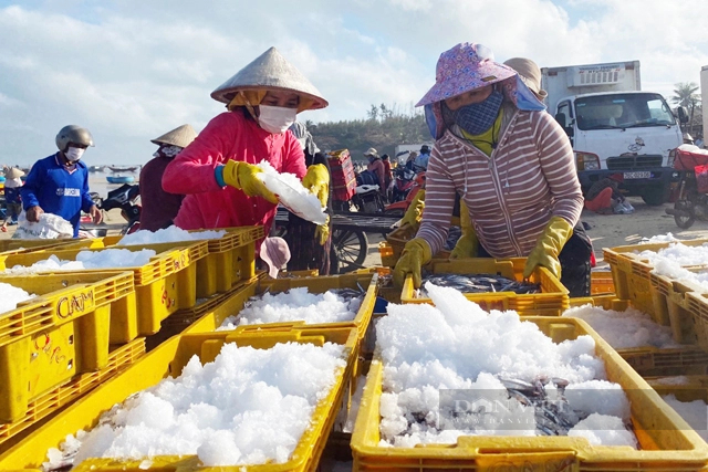 Trong tiết trời đương hạ, la liệt cá, tôm đủ loại tươi roi rói nơi vùng biển đẹp như tranh vẽ ở Quảng Ngãi- Ảnh 14.