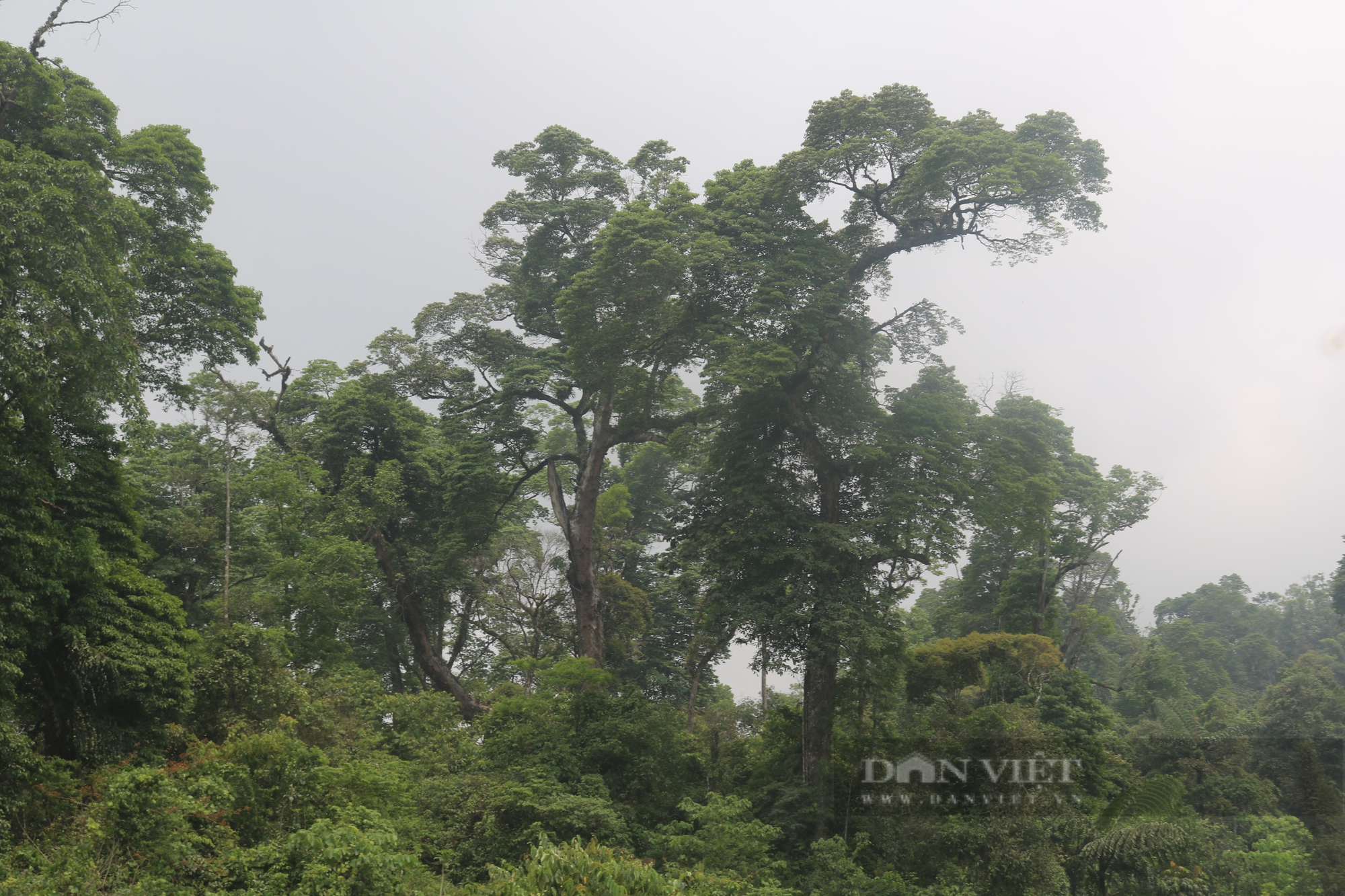 Một khu rừng ở Lào Cai thấy la liệt cây cổ thụ tuổi thọ hàng trăm năm, có cây đã 1.000 tuổi?- Ảnh 1.