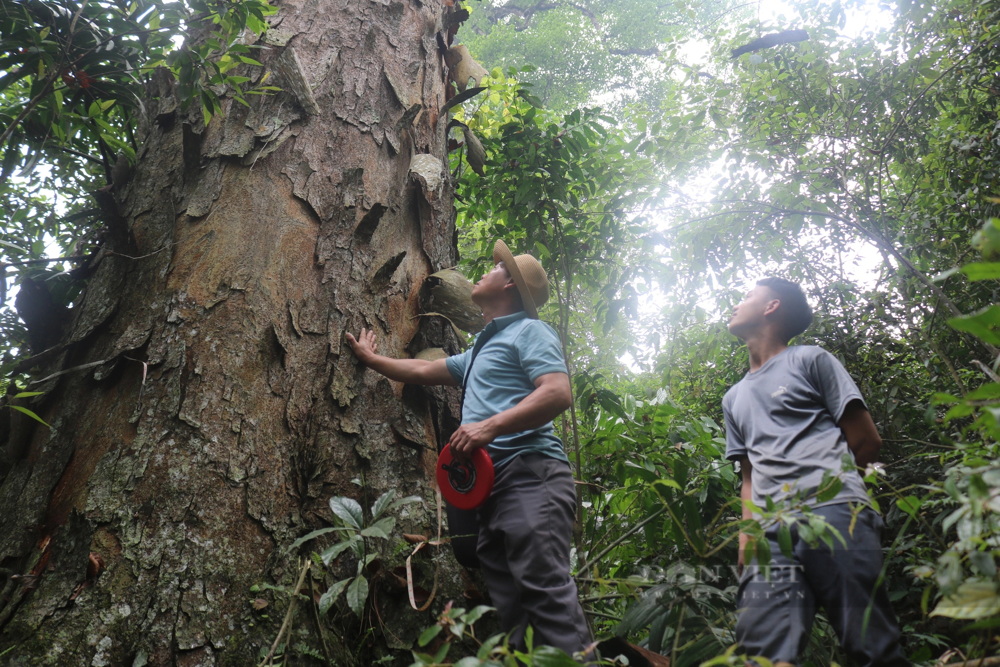 Một khu rừng ở Lào Cai thấy la liệt cây cổ thụ tuổi thọ hàng trăm năm, có cây đã 1.000 tuổi?- Ảnh 2.