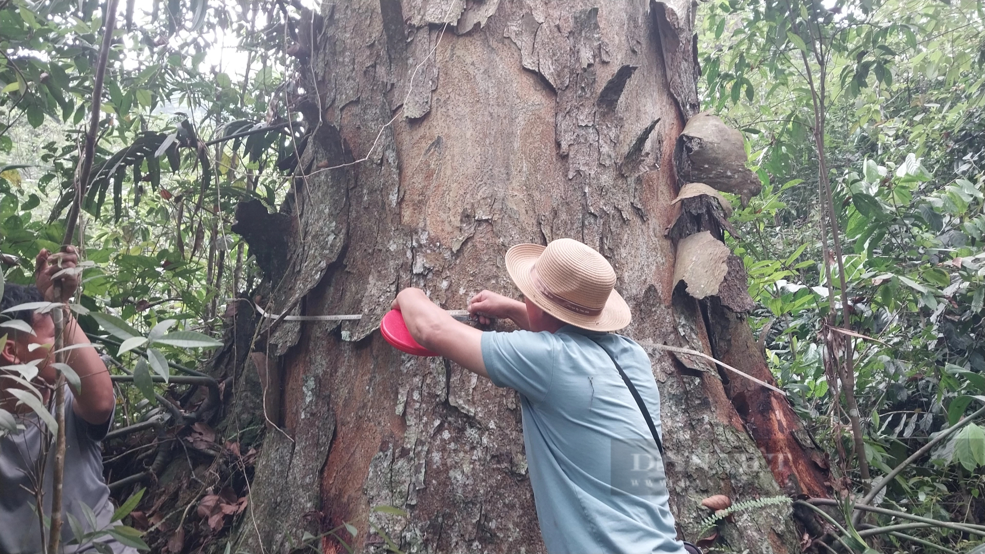 Một khu rừng ở Lào Cai thấy la liệt cây cổ thụ tuổi thọ hàng trăm năm, có cây đã 1.000 tuổi?- Ảnh 3.
