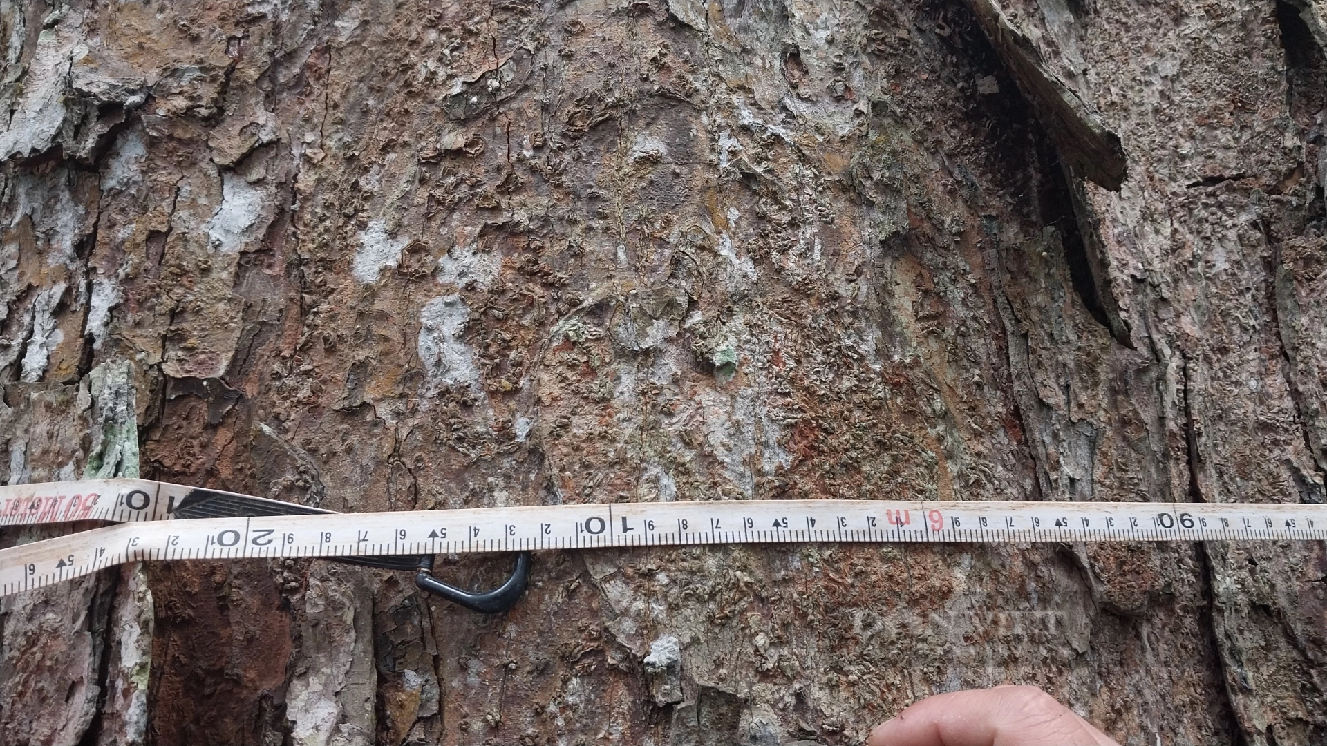 Một khu rừng ở Lào Cai thấy la liệt cây cổ thụ tuổi thọ hàng trăm năm, có cây đã 1.000 tuổi?- Ảnh 4.
