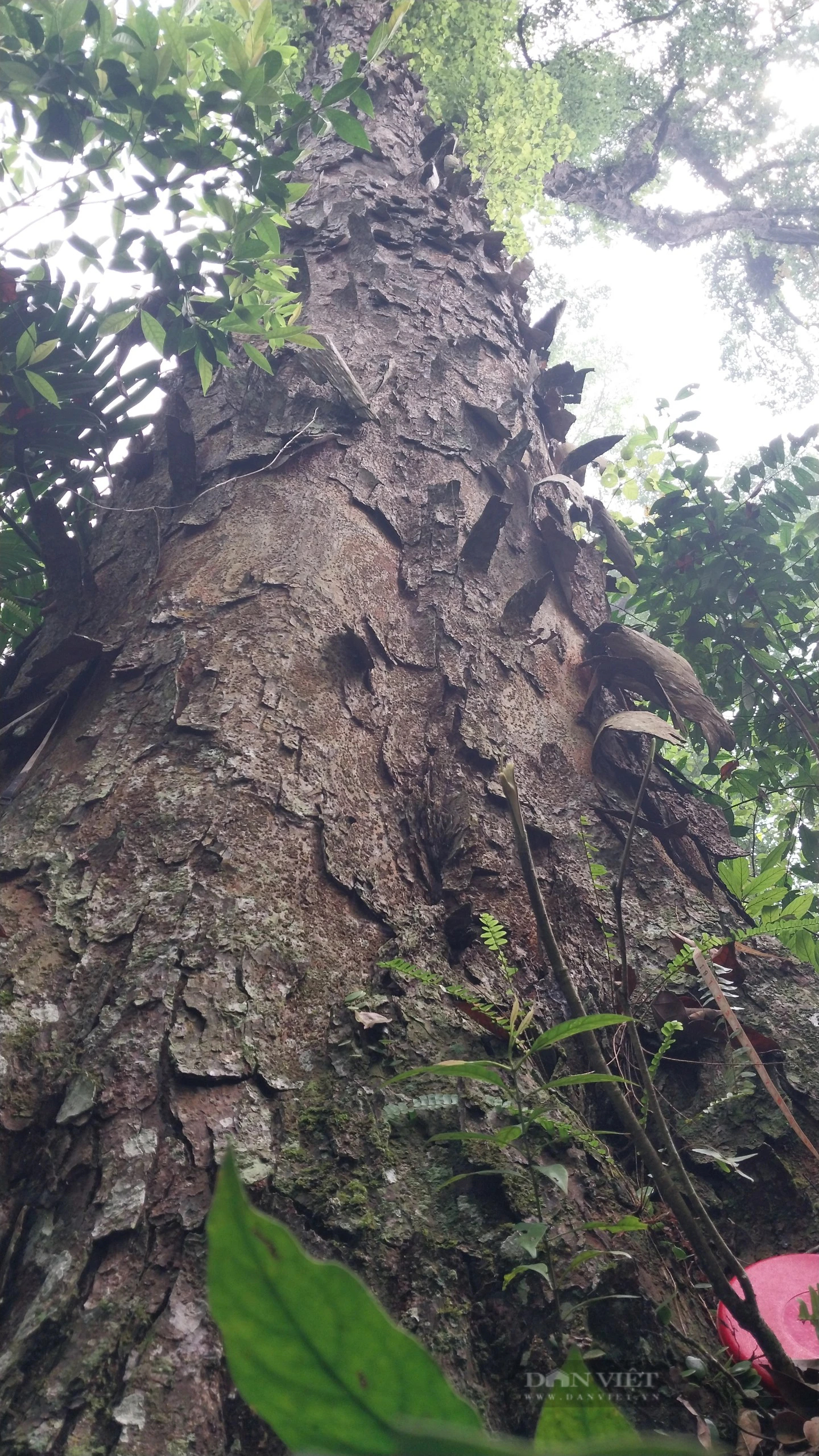 Một khu rừng ở Lào Cai thấy la liệt cây cổ thụ tuổi thọ hàng trăm năm, có cây đã 1.000 tuổi?- Ảnh 5.