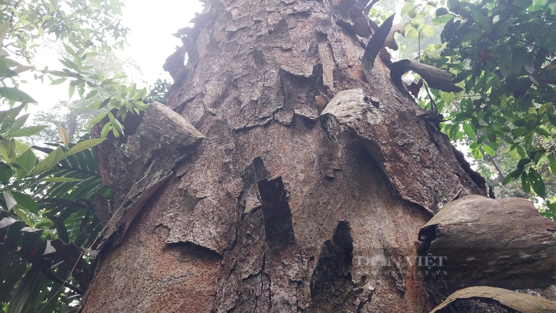 Một khu rừng ở Lào Cai thấy la liệt cây cổ thụ tuổi thọ hàng trăm năm, có cây đã 1.000 tuổi?- Ảnh 6.