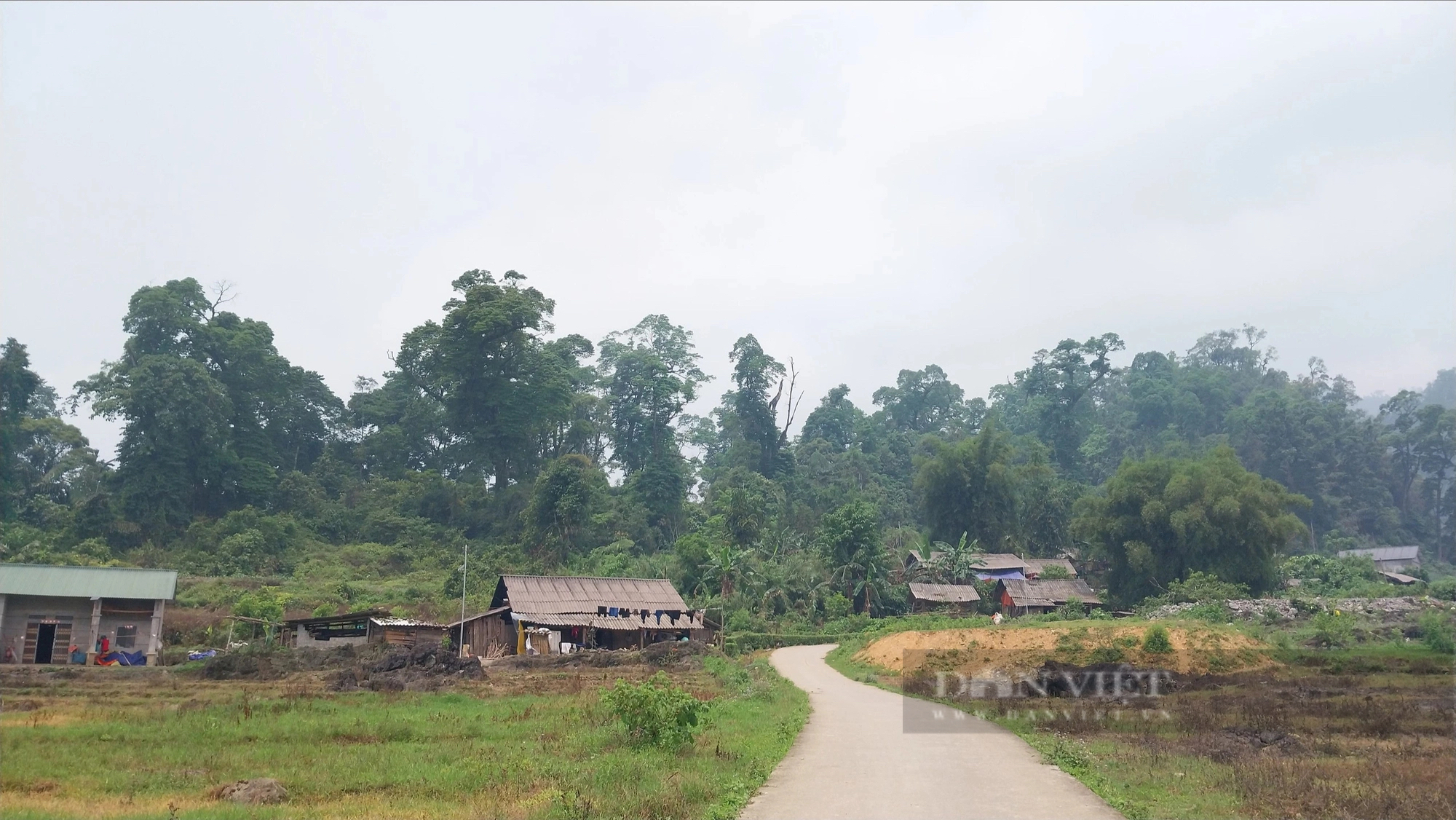 Một khu rừng ở Lào Cai thấy la liệt cây cổ thụ tuổi thọ hàng trăm năm, có cây đã 1.000 tuổi?- Ảnh 7.