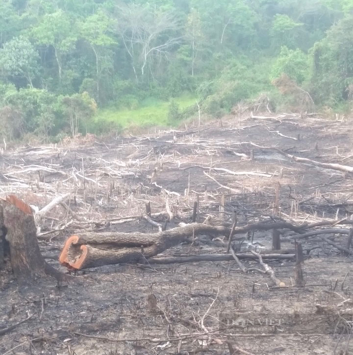 Vừa khởi tố vụ phá rừng phòng hộ cũ, lại phát hiện vụ phá rừng mới tại huyện miền núi ở Bình Định- Ảnh 1.