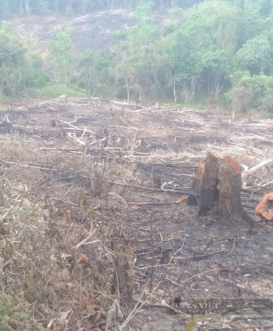 Vừa khởi tố vụ phá rừng phòng hộ cũ, lại phát hiện vụ phá rừng mới tại huyện miền núi ở Bình Định- Ảnh 2.