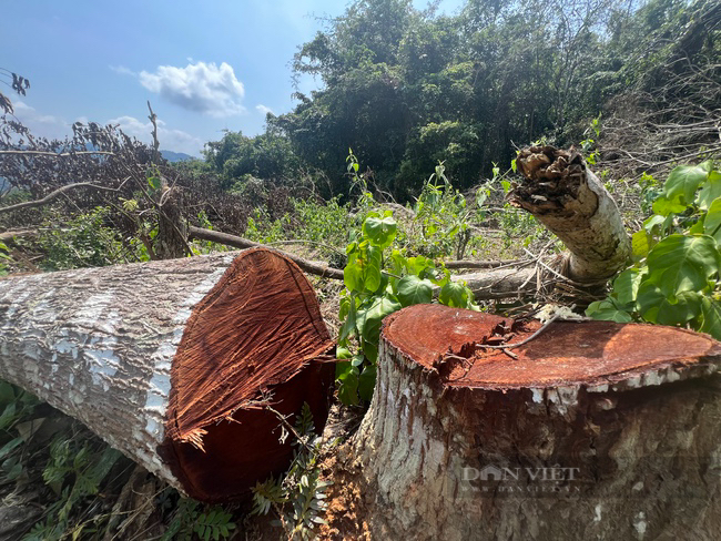 Vừa khởi tố vụ phá rừng phòng hộ cũ, lại phát hiện vụ phá rừng mới tại huyện miền núi ở Bình Định- Ảnh 3.