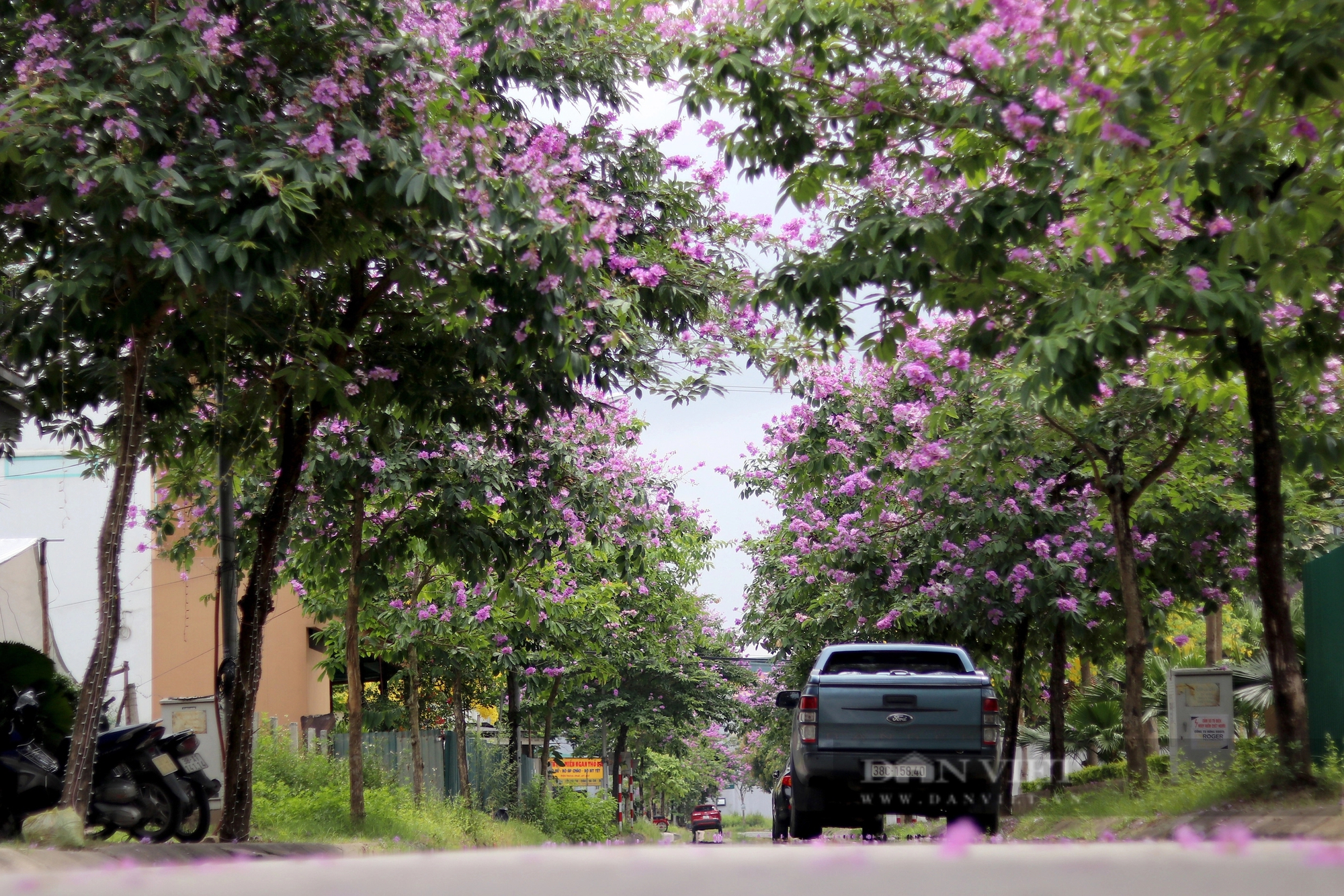 Đường hoa mùa hè đẹp mê ly ở một thành phố của tỉnh Hà Tĩnh- Ảnh 9.