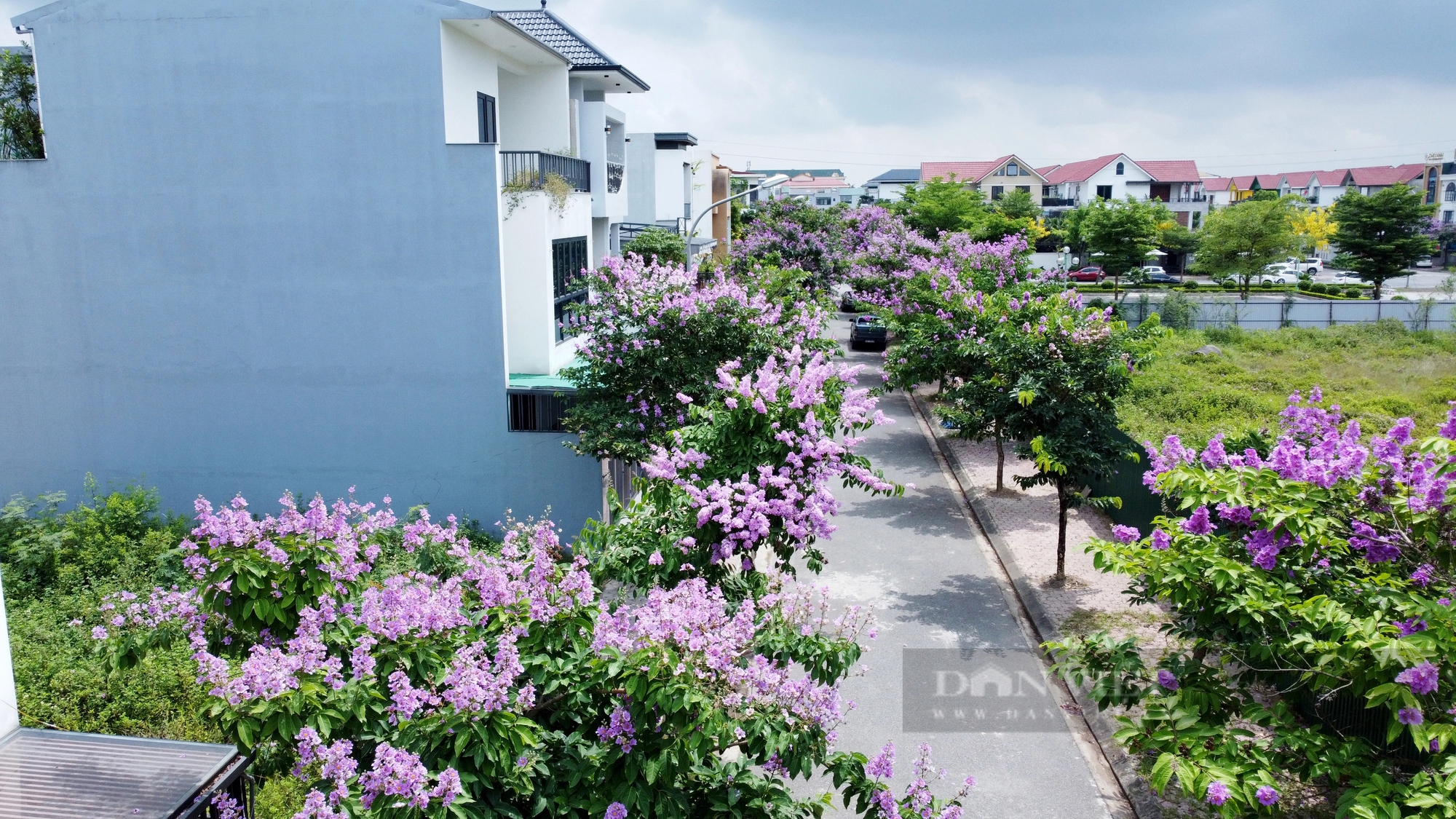 Đường hoa mùa hè đẹp mê ly ở một thành phố của tỉnh Hà Tĩnh- Ảnh 16.