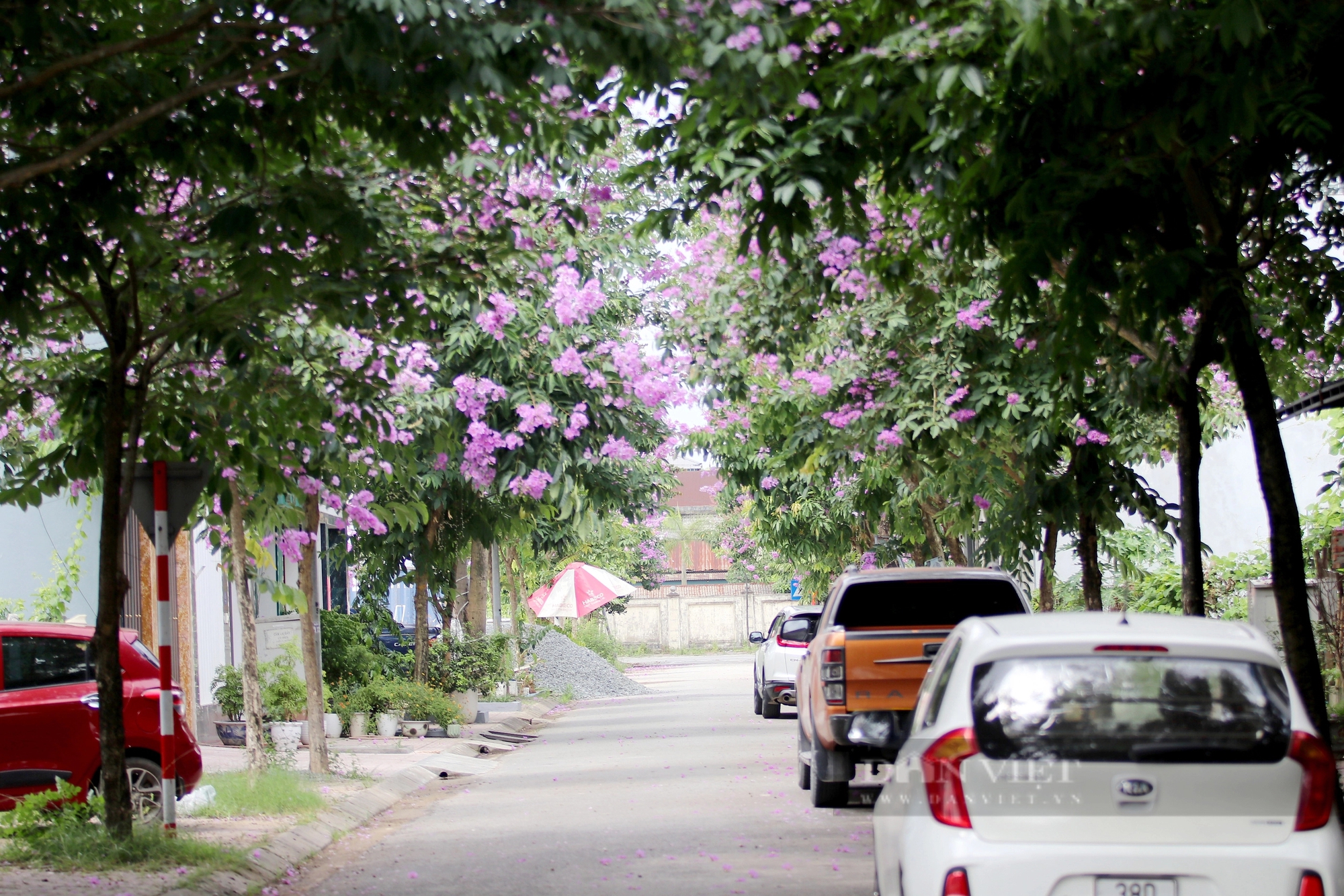 Đường hoa mùa hè đẹp mê ly ở một thành phố của tỉnh Hà Tĩnh- Ảnh 18.