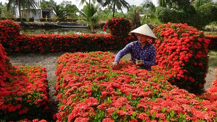 Một nông dân Cà Mau ròng rã 10 năm kỳ công trồng đường hoa nông thôn mới đẹp như phim- Ảnh 1.