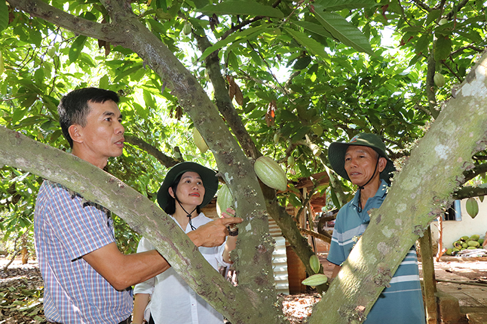 Đây là loại cây cho trái đặc sản mọc trên thân ở Bà Rịa-Vũng Tàu, có nhà bẻ 17 tấn bán hết sạch- Ảnh 1.
