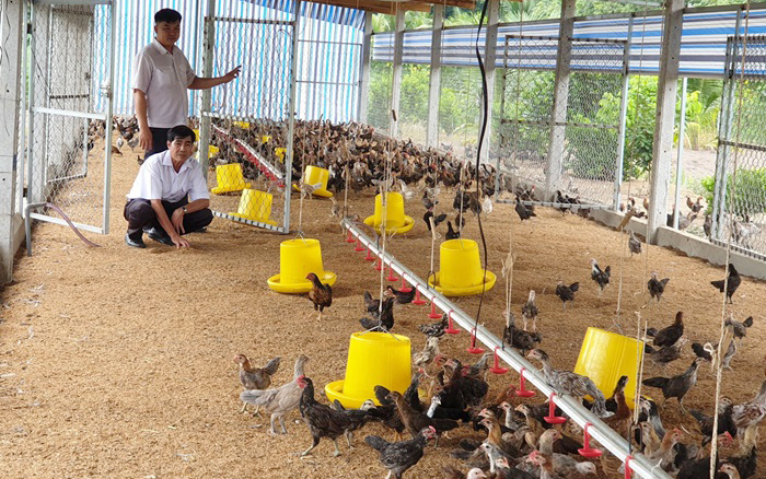 Người dân xây dựng vùng chăn nuôi an toàn sinh học ở Tây Ninh. Ảnh: BTN