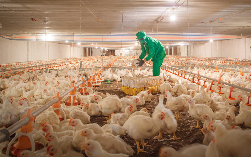Một cơ sở chăn nuôi gà trại lạnh ở Tây Ninh. Ảnh: Nguyễn Tường