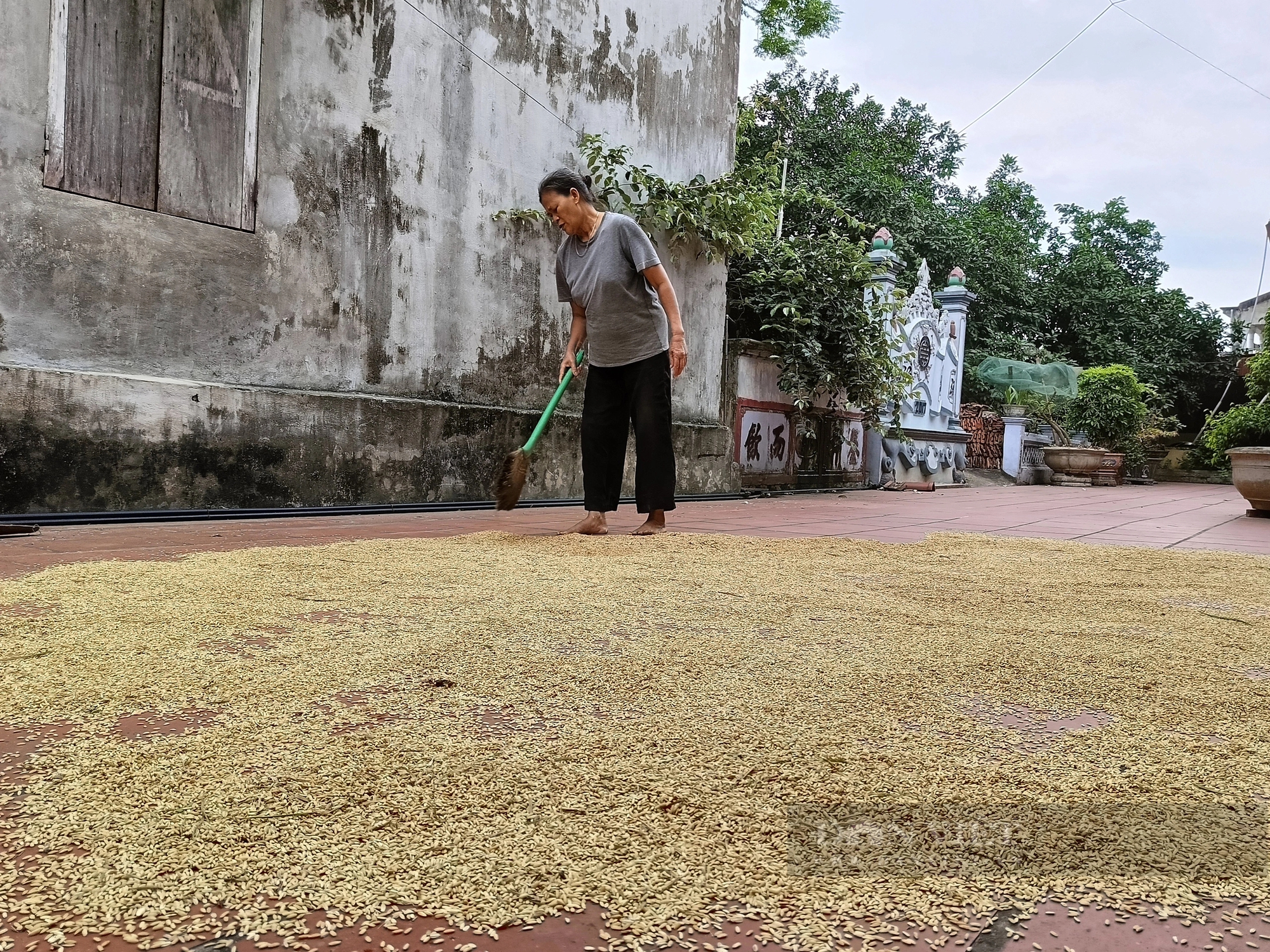 Ninh Bình: Lúa lai GS55 cho năng suất vượt trội, kháng sâu bệnh, chống chịu rét tốt- Ảnh 5.