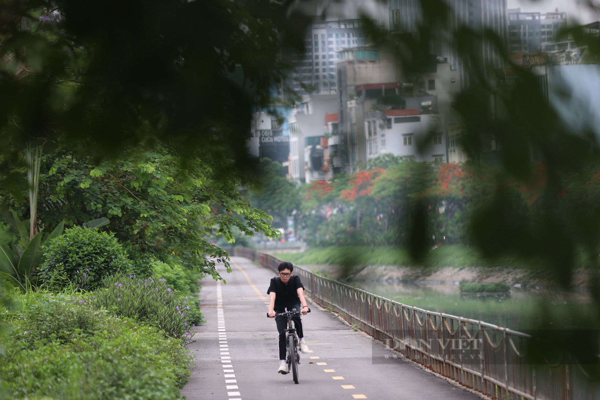Hình ảnh thảm cỏ xanh mướt, hút mắt trên con đường chỉ dành riêng cho người đi bộ, xe đạp ở Hà Nội- Ảnh 5.
