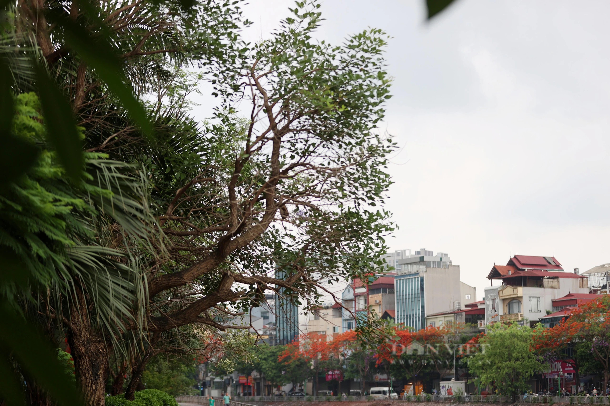 Hình ảnh thảm cỏ xanh mướt, hút mắt trên con đường chỉ dành riêng cho người đi bộ, xe đạp ở Hà Nội- Ảnh 18.