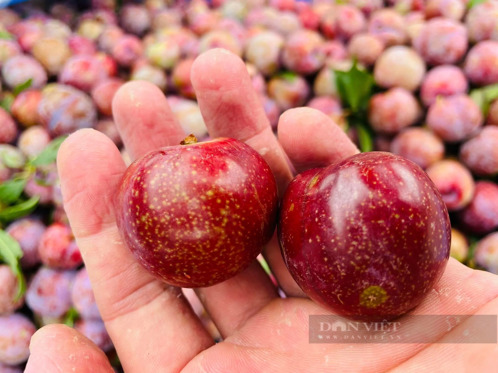 Từ cao nguyên Mộc Châu sang Pháp học cách làm rượu mận, mận sấy, bán đắt hàng- Ảnh 1.