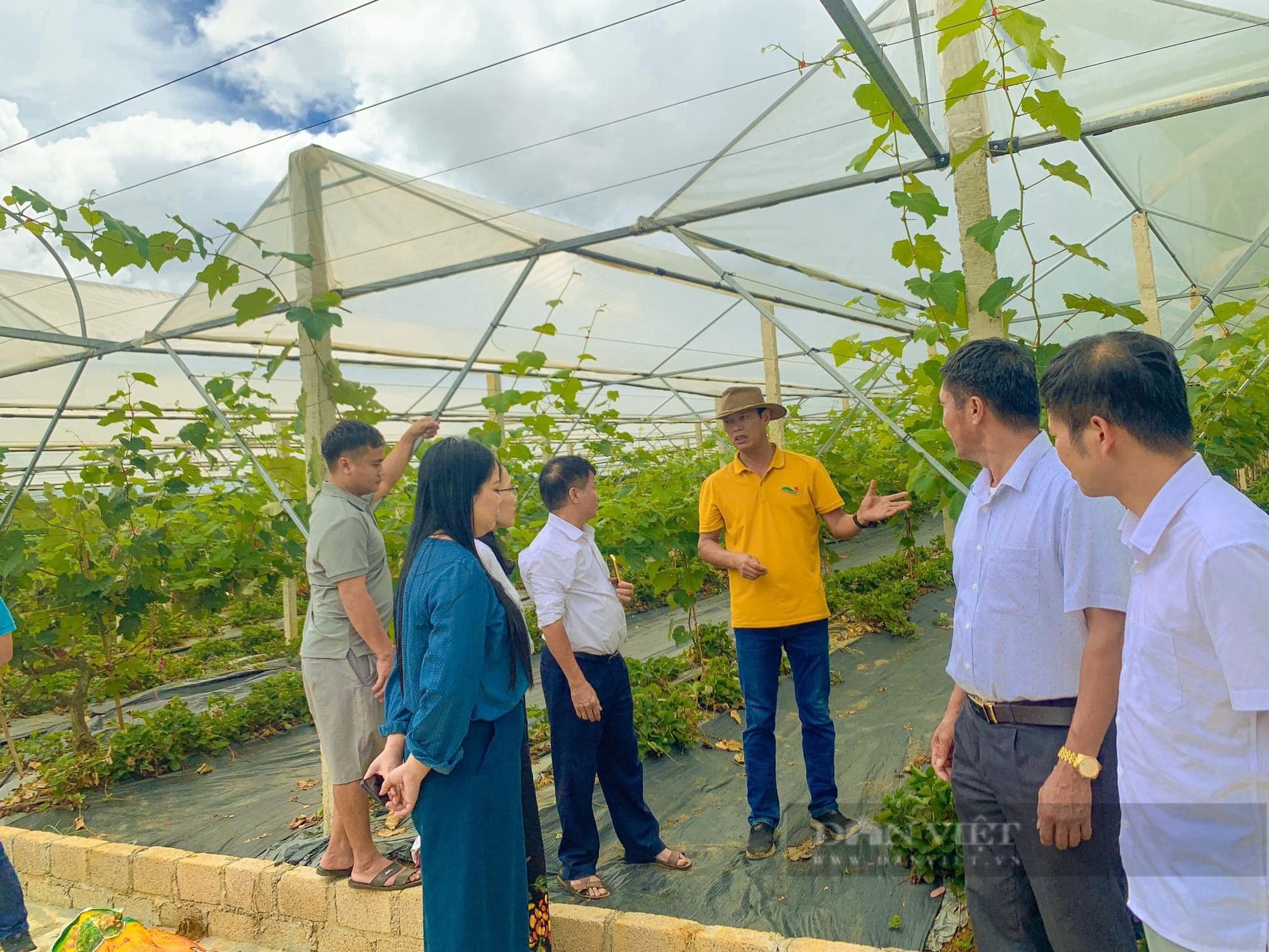 Từ cao nguyên Mộc Châu sang Pháp học cách làm rượu mận, mận sấy, bán đắt hàng- Ảnh 4.