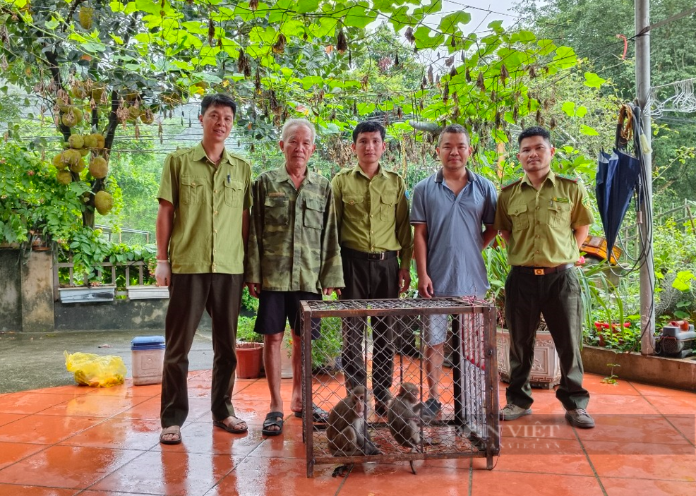 Một người dân Lào Cai mang 2 con động vật hoang dã có tên trong Sách đỏ giao cho ngành chức năng- Ảnh 2.