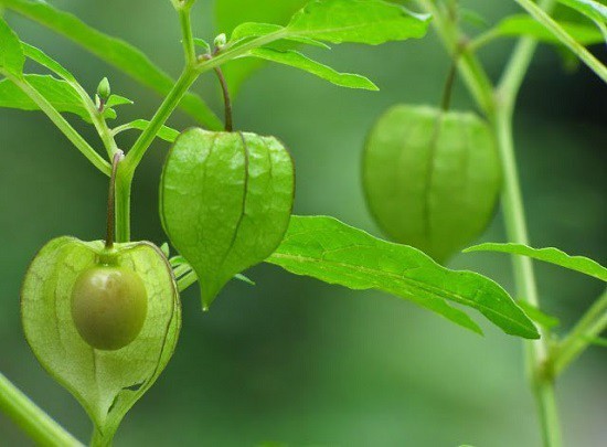 Những loại quả phổ biến ở Việt Nam lại rất hiếm ở nước ngoài, có giá cực đắt- Ảnh 3.