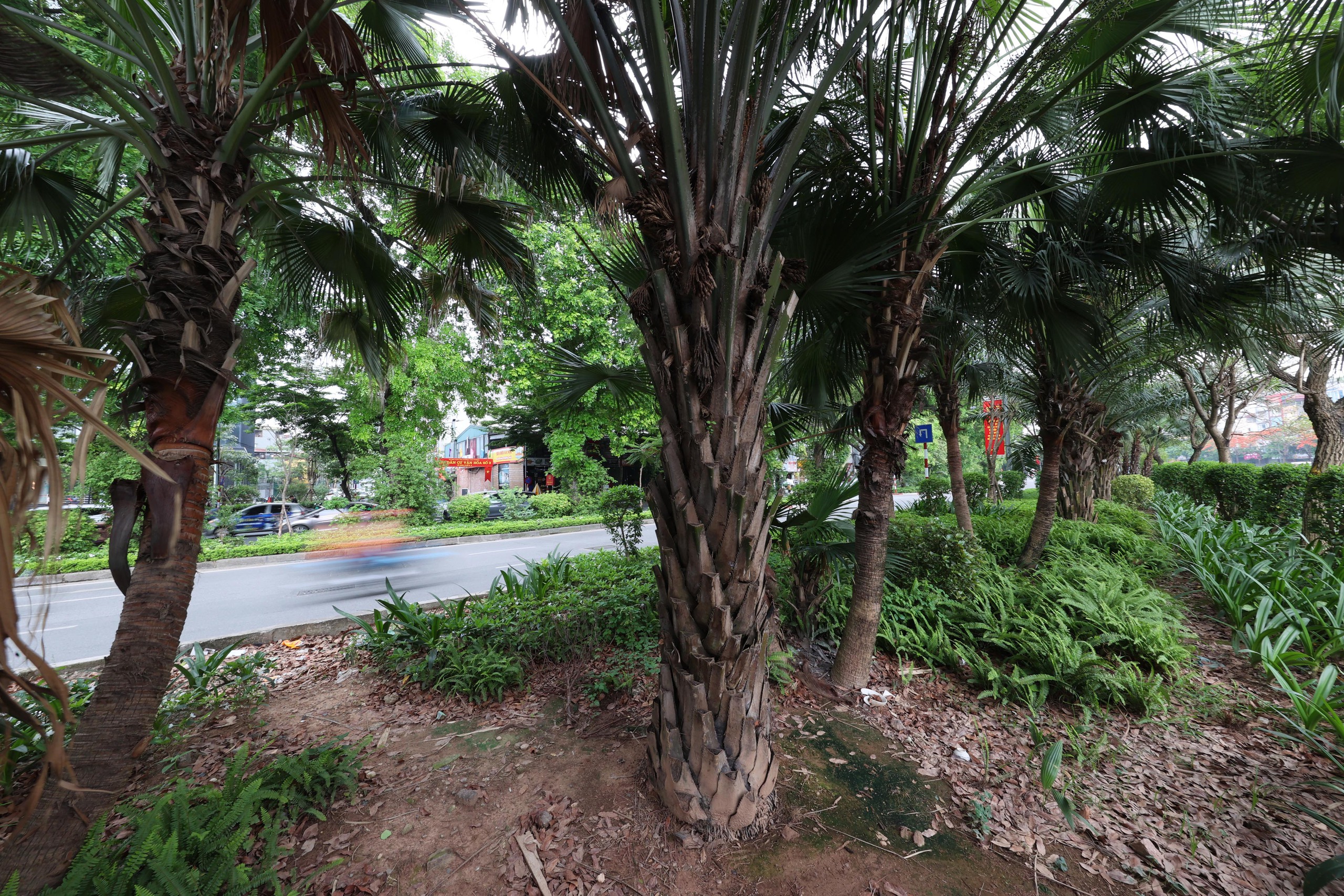 Hình ảnh thảm cỏ xanh mướt, hút mắt trên con đường chỉ dành riêng cho người đi bộ, xe đạp ở Hà Nội- Ảnh 21.