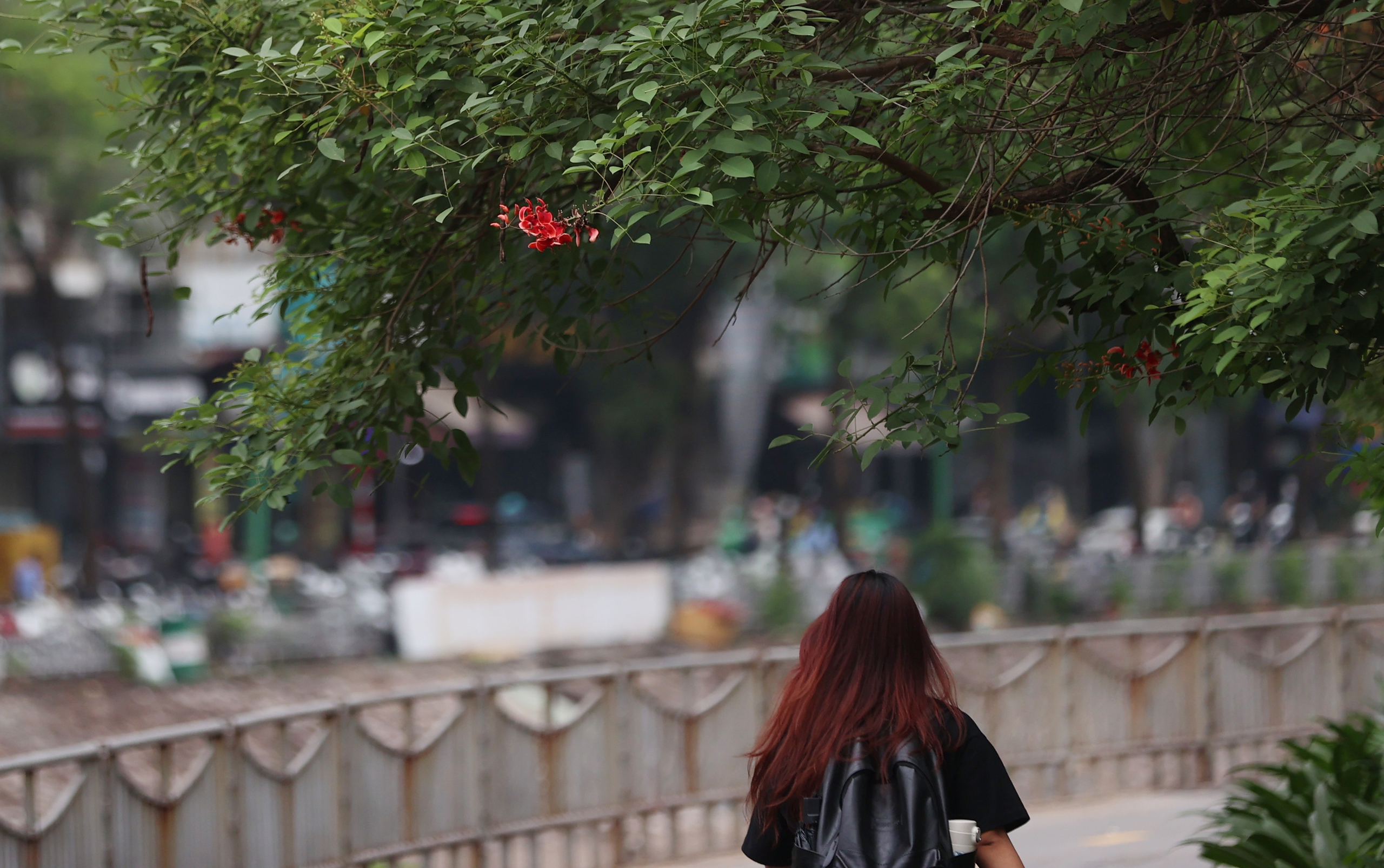 Hình ảnh thảm cỏ xanh mướt, hút mắt trên con đường chỉ dành riêng cho người đi bộ, xe đạp ở Hà Nội- Ảnh 14.