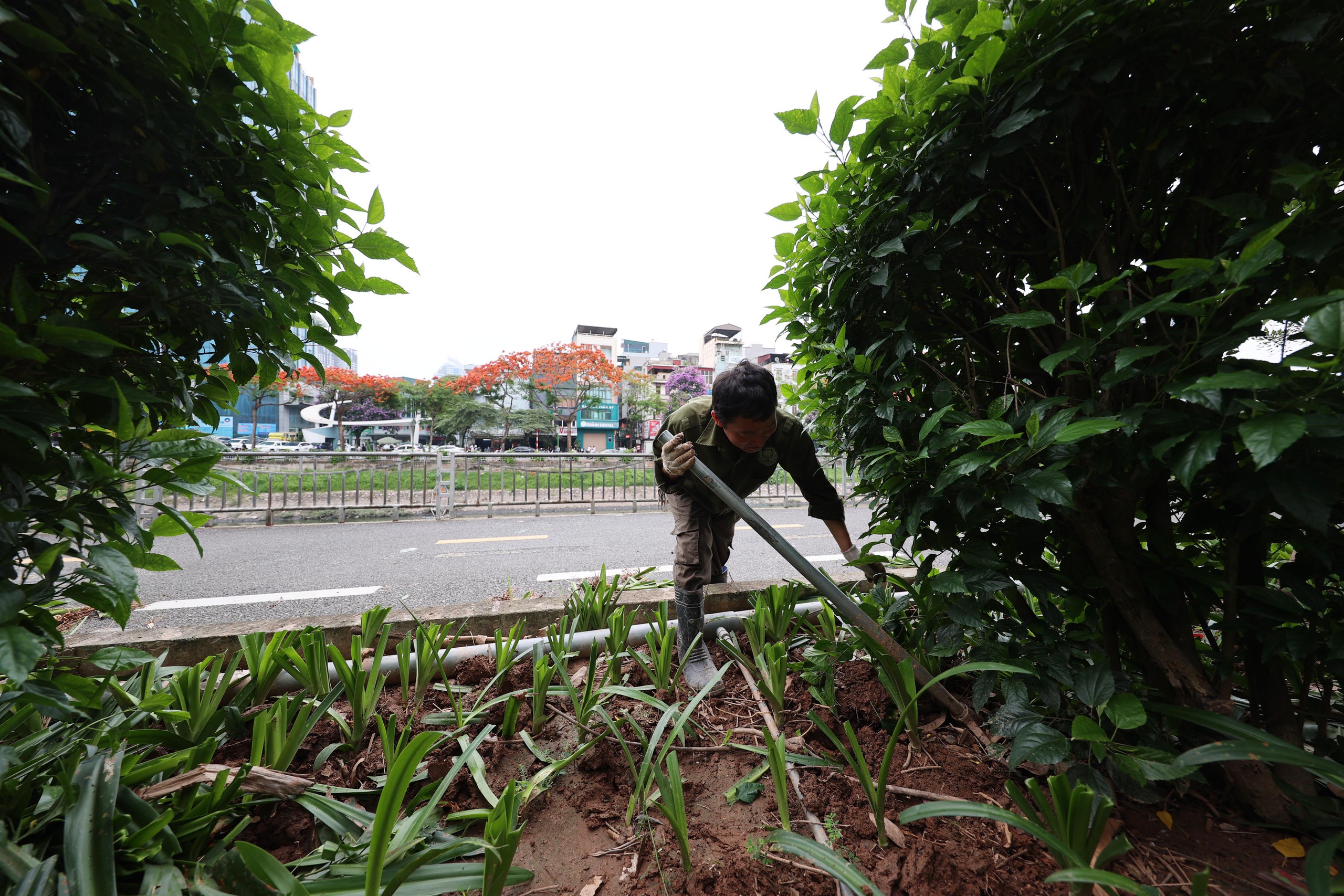 Hình ảnh thảm cỏ xanh mướt, hút mắt trên con đường chỉ dành riêng cho người đi bộ, xe đạp ở Hà Nội- Ảnh 23.