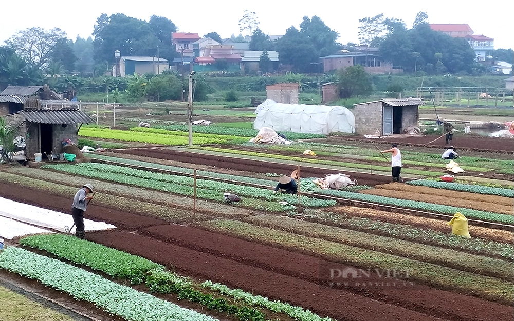 Rủ nhau trồng rau an toàn rồi được gắn sao OCOP, nông dân Phú Thọ có thu nhập tốt lên trông thấy- Ảnh 1.
