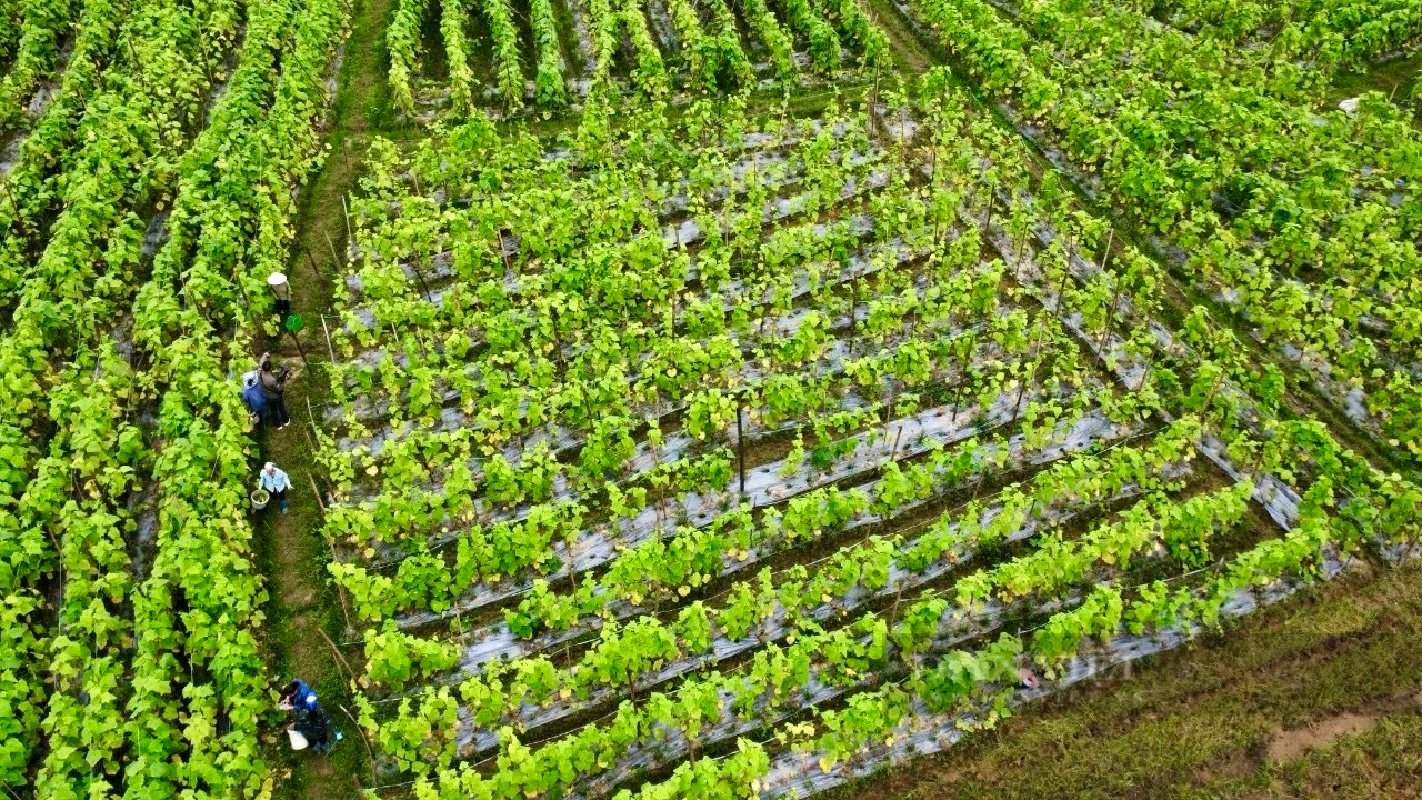 Rủ nhau trồng rau an toàn rồi được gắn sao OCOP, nông dân Phú Thọ có thu nhập tốt lên trông thấy- Ảnh 2.