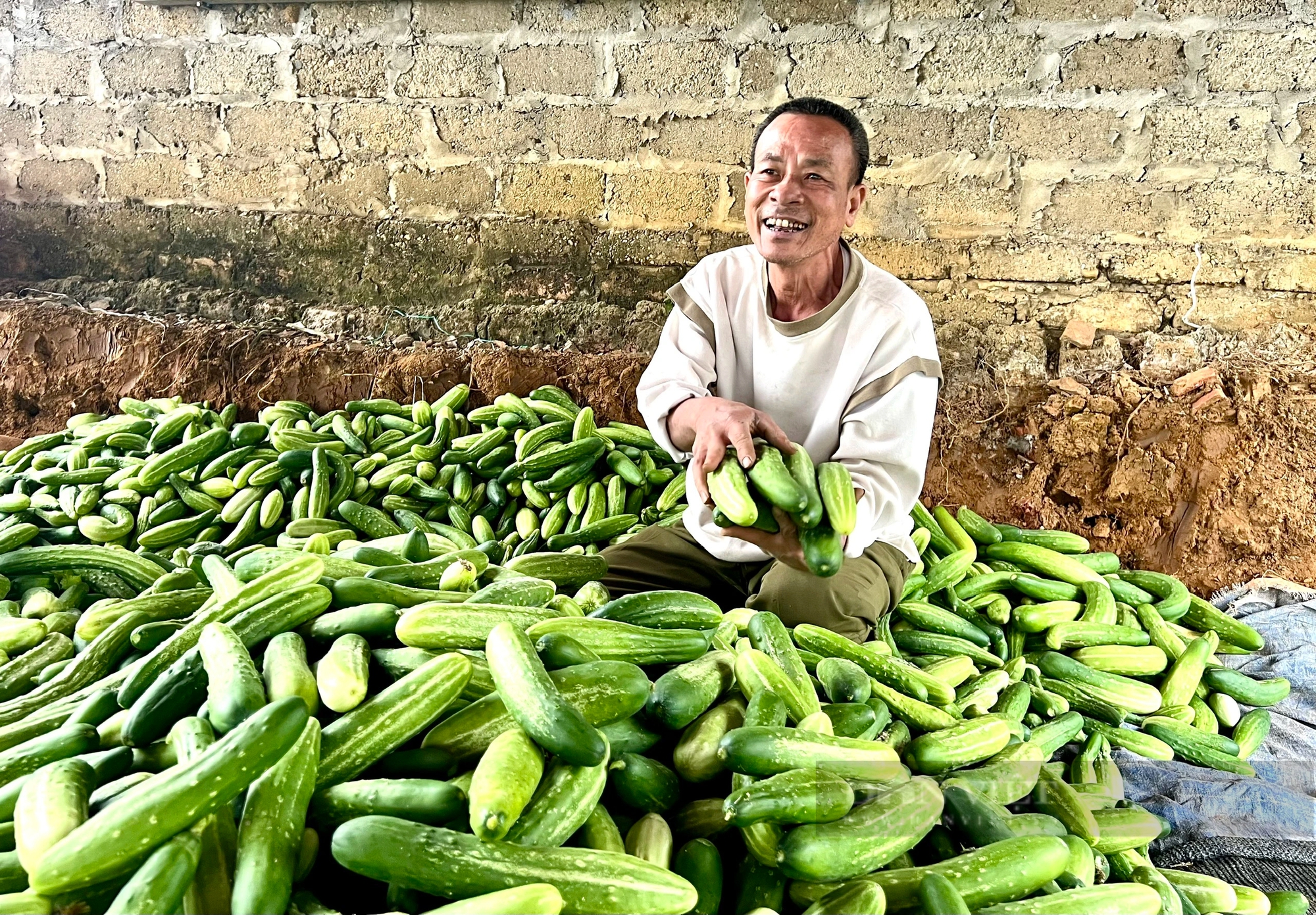 Rủ nhau trồng rau an toàn rồi được gắn sao OCOP, nông dân Phú Thọ có thu nhập tốt lên trông thấy- Ảnh 3.