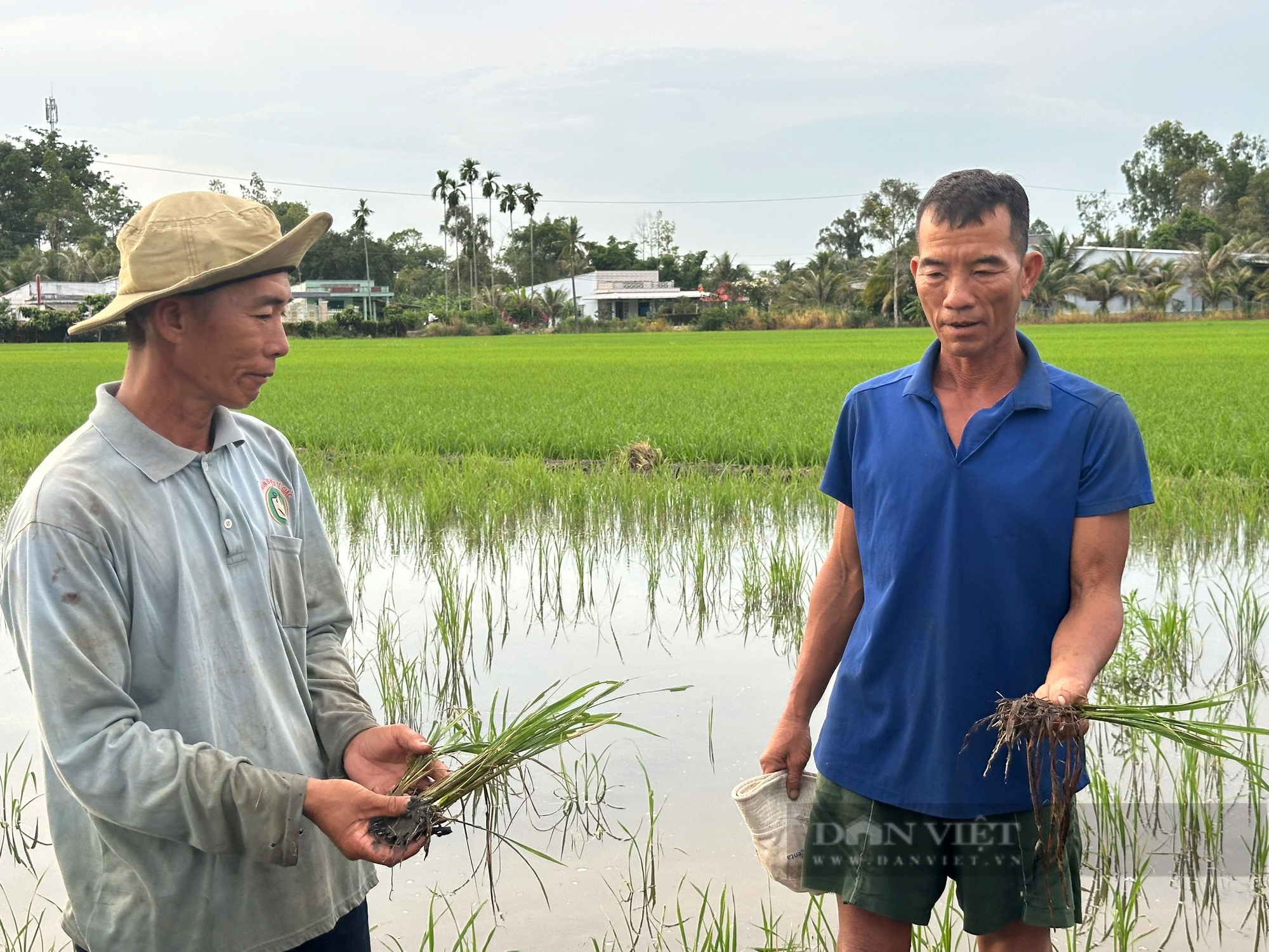 Nông dân Hậu Giang trồng lúa cặp công trình đường cao tốc: Nguồn nước bất ngờ nhiễm mặn, thiệt hại liên tiếp 2 vụ- Ảnh 1.