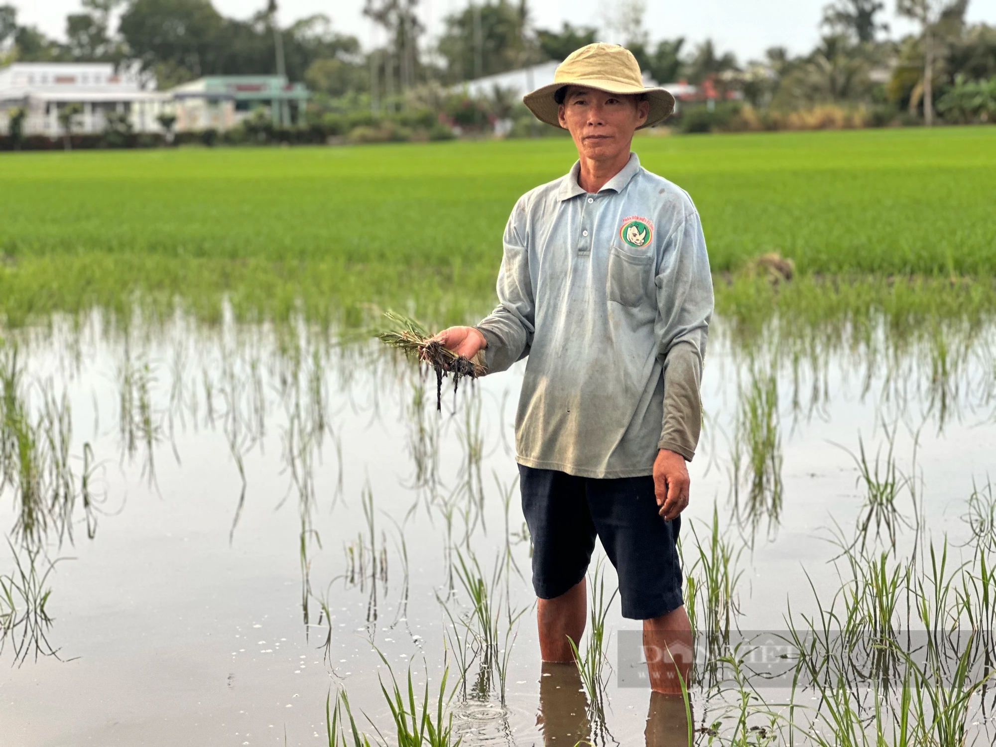 Nông dân Hậu Giang trồng lúa cặp công trình đường cao tốc: Nguồn nước bất ngờ nhiễm mặn, thiệt hại liên tiếp 2 vụ- Ảnh 3.