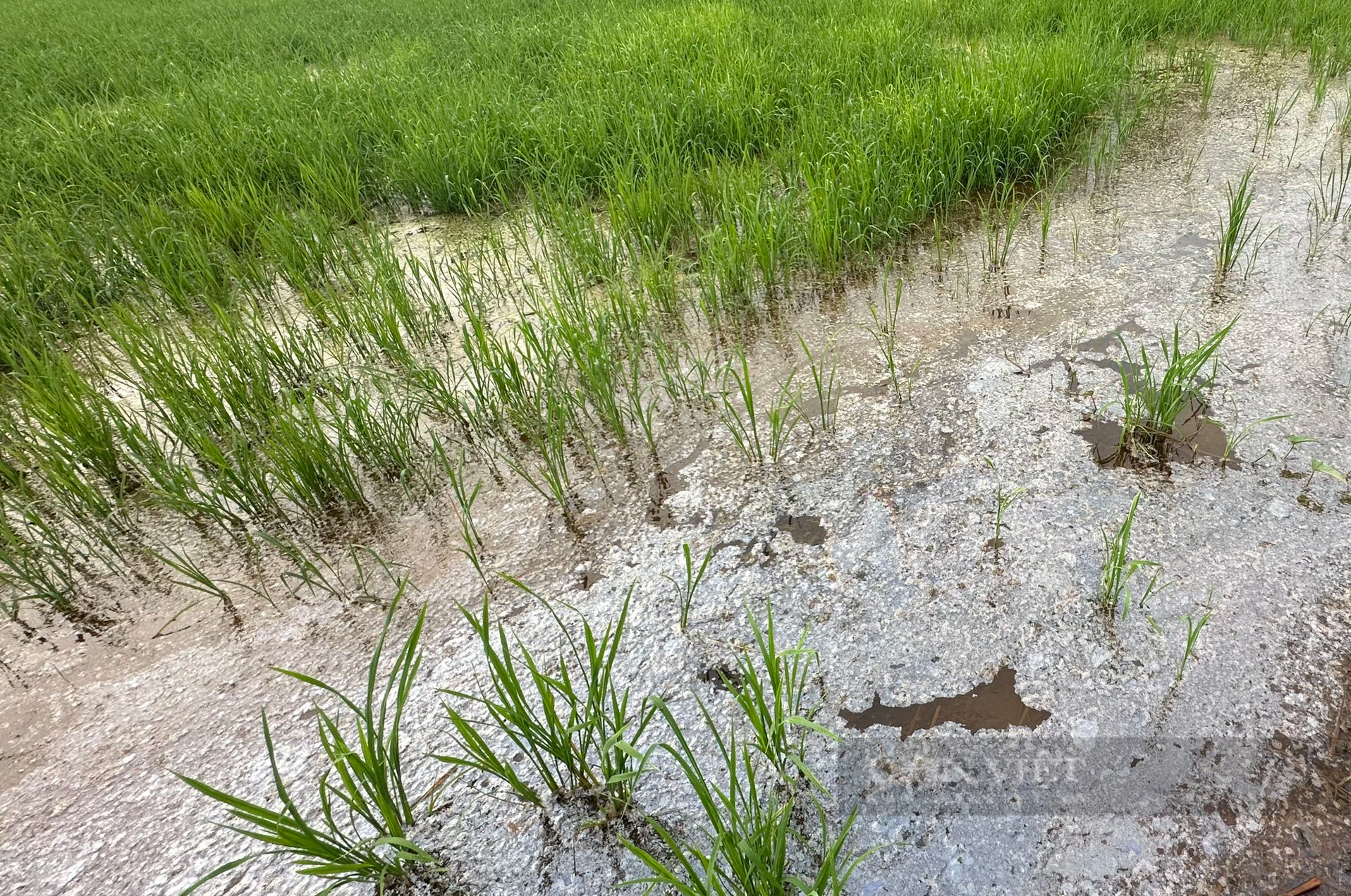 Nông dân Hậu Giang trồng lúa cặp công trình đường cao tốc: Nguồn nước bất ngờ nhiễm mặn, thiệt hại liên tiếp 2 vụ- Ảnh 4.