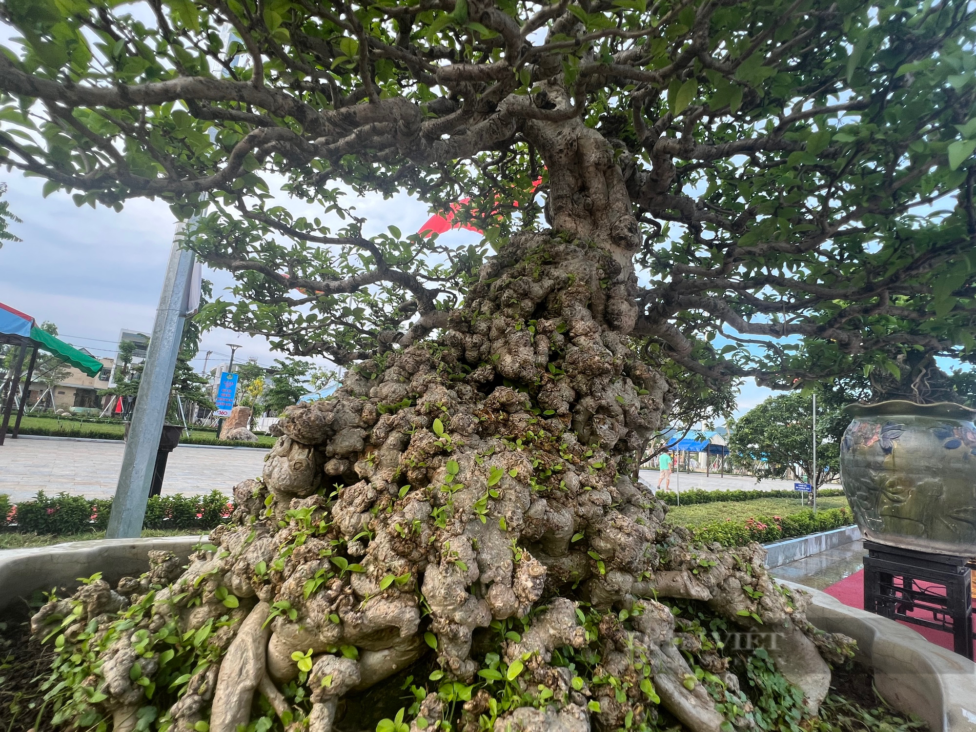 Loạt gốc bonsai "độc lạ" của gần 100 nhà vườn quy tụ về huyện trung du tại Bình Định- Ảnh 1.