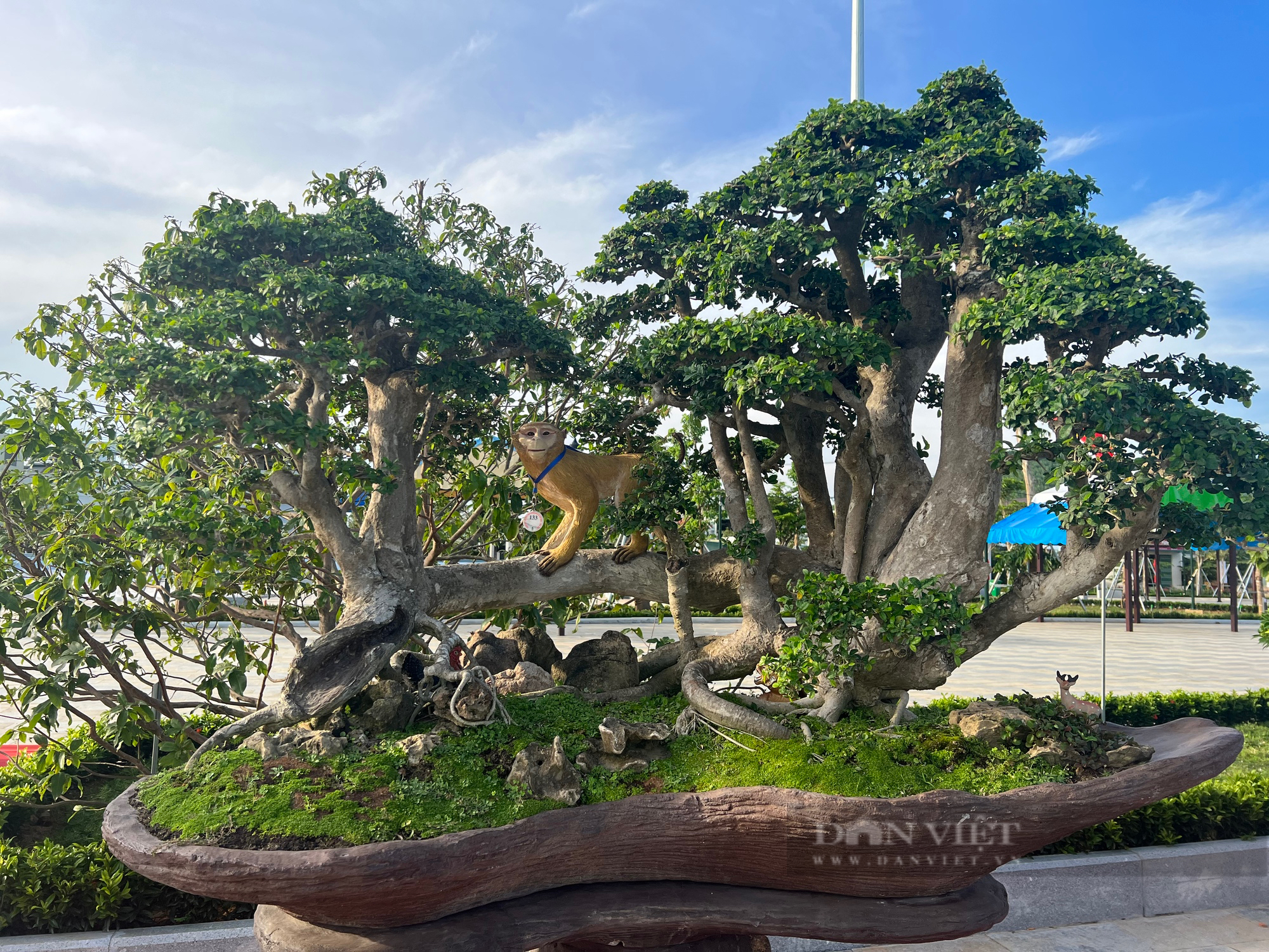 Loạt gốc bonsai "độc lạ" của gần 100 nhà vườn quy tụ về huyện trung du tại Bình Định- Ảnh 2.
