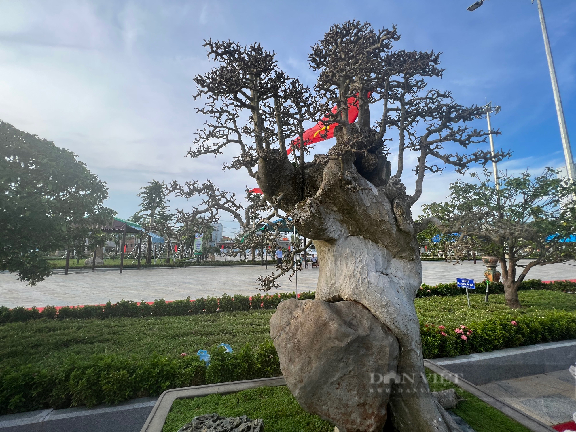 Loạt gốc bonsai "độc lạ" của gần 100 nhà vườn quy tụ về huyện trung du tại Bình Định- Ảnh 5.