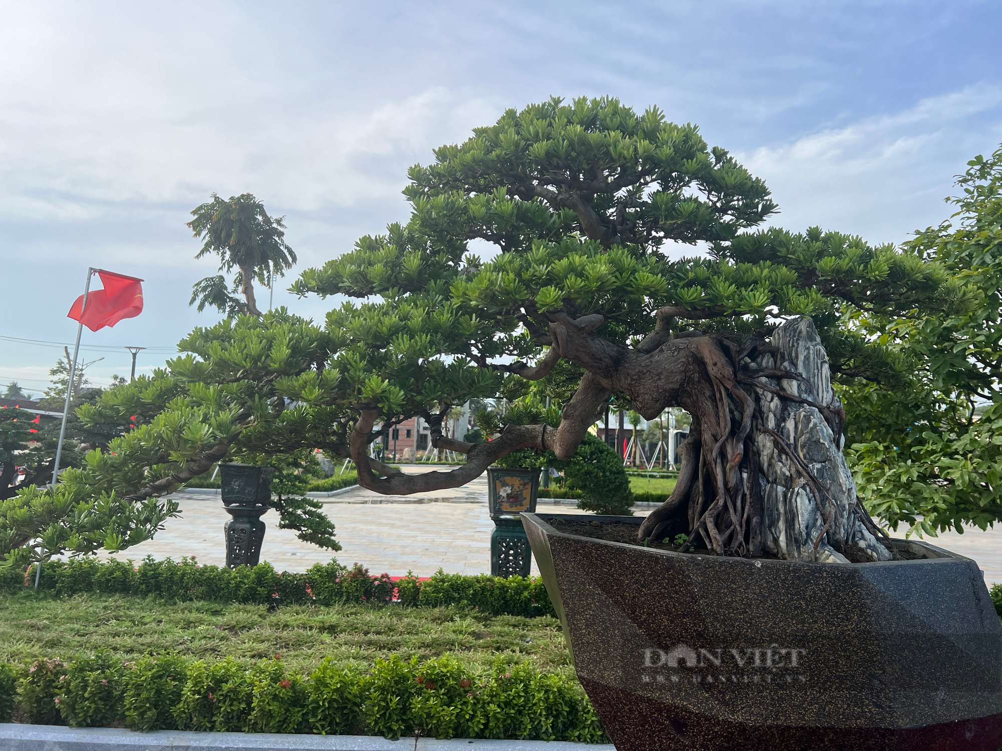 Loạt gốc bonsai "độc lạ" của gần 100 nhà vườn quy tụ về huyện trung du tại Bình Định- Ảnh 7.