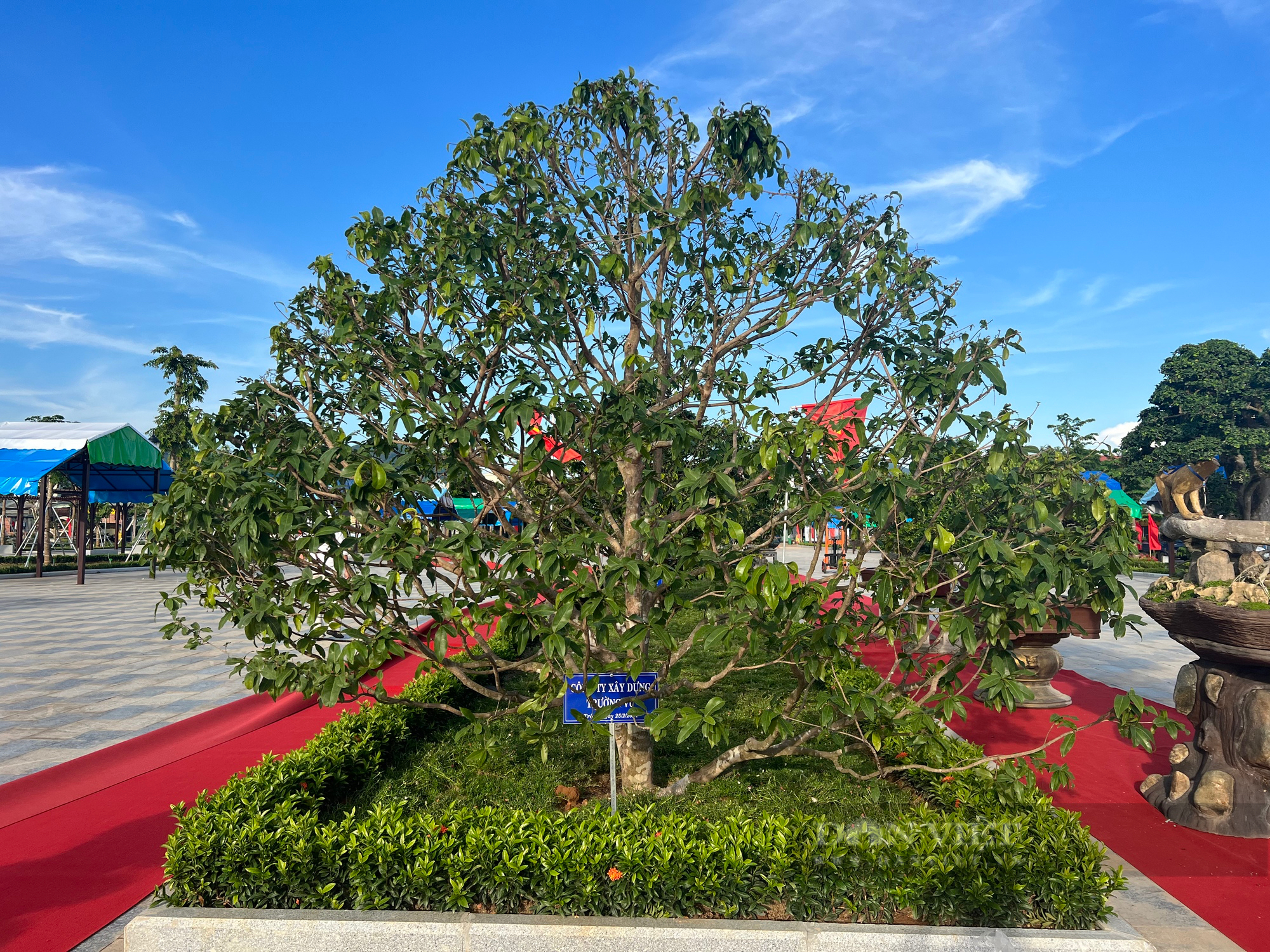 Loạt gốc bonsai "độc lạ" của gần 100 nhà vườn quy tụ về huyện trung du tại Bình Định- Ảnh 9.