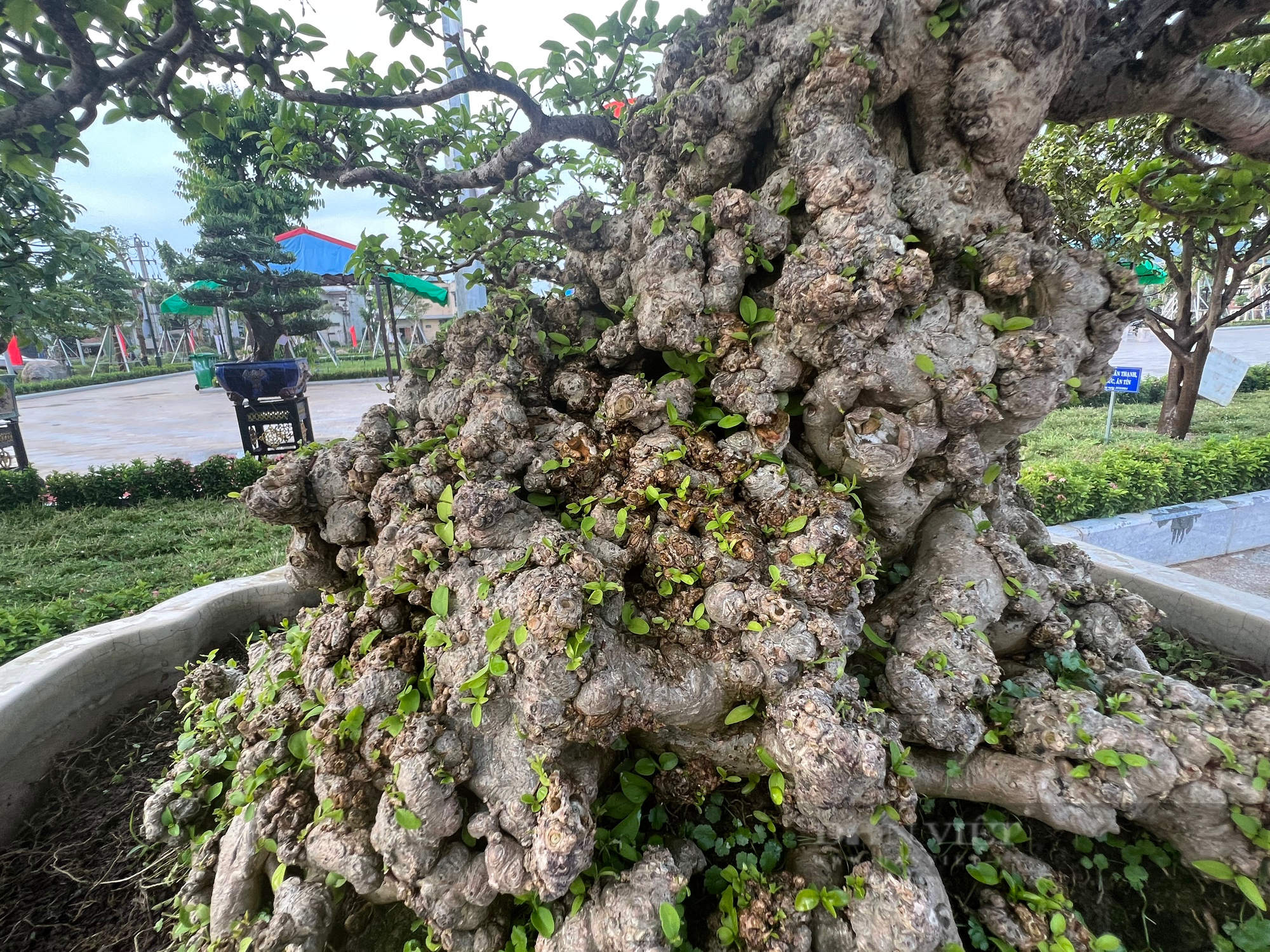 Loạt gốc bonsai "độc lạ" của gần 100 nhà vườn quy tụ về huyện trung du tại Bình Định- Ảnh 13.