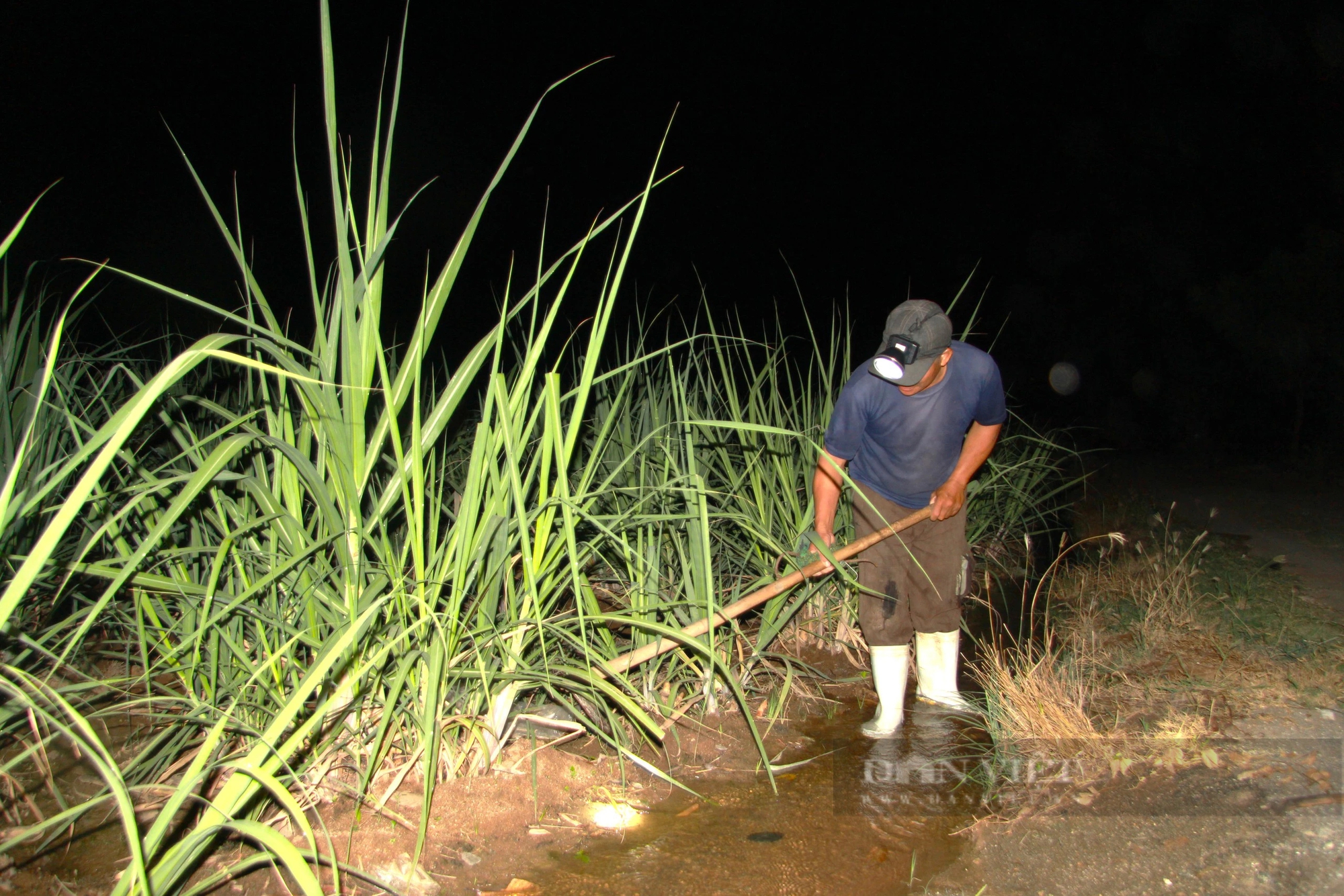 Nắng hạn kéo dài, nông dân ở Ninh Thuận đội đèn xuyên đêm "theo" nước cứu mía- Ảnh 1.