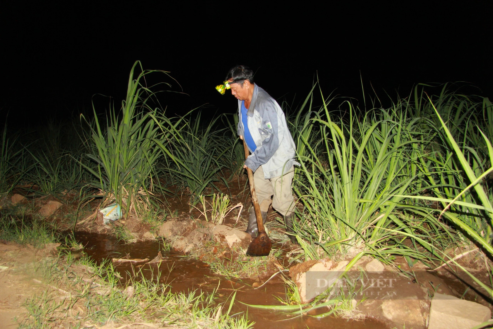 Nắng hạn kéo dài, nông dân ở Ninh Thuận đội đèn xuyên đêm "theo" nước cứu mía- Ảnh 4.