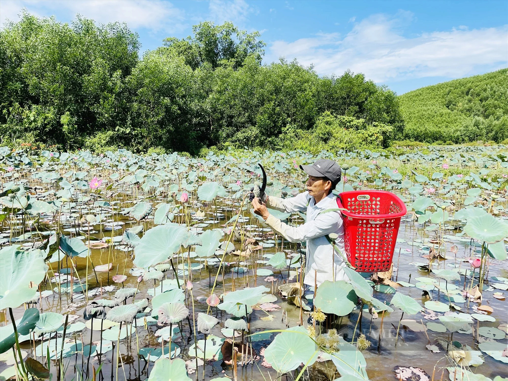 Quảng Nam: Nông thôn mới nền tảng giúp huyện miền núi Nông Sơn giảm nghèo bền vững- Ảnh 9.