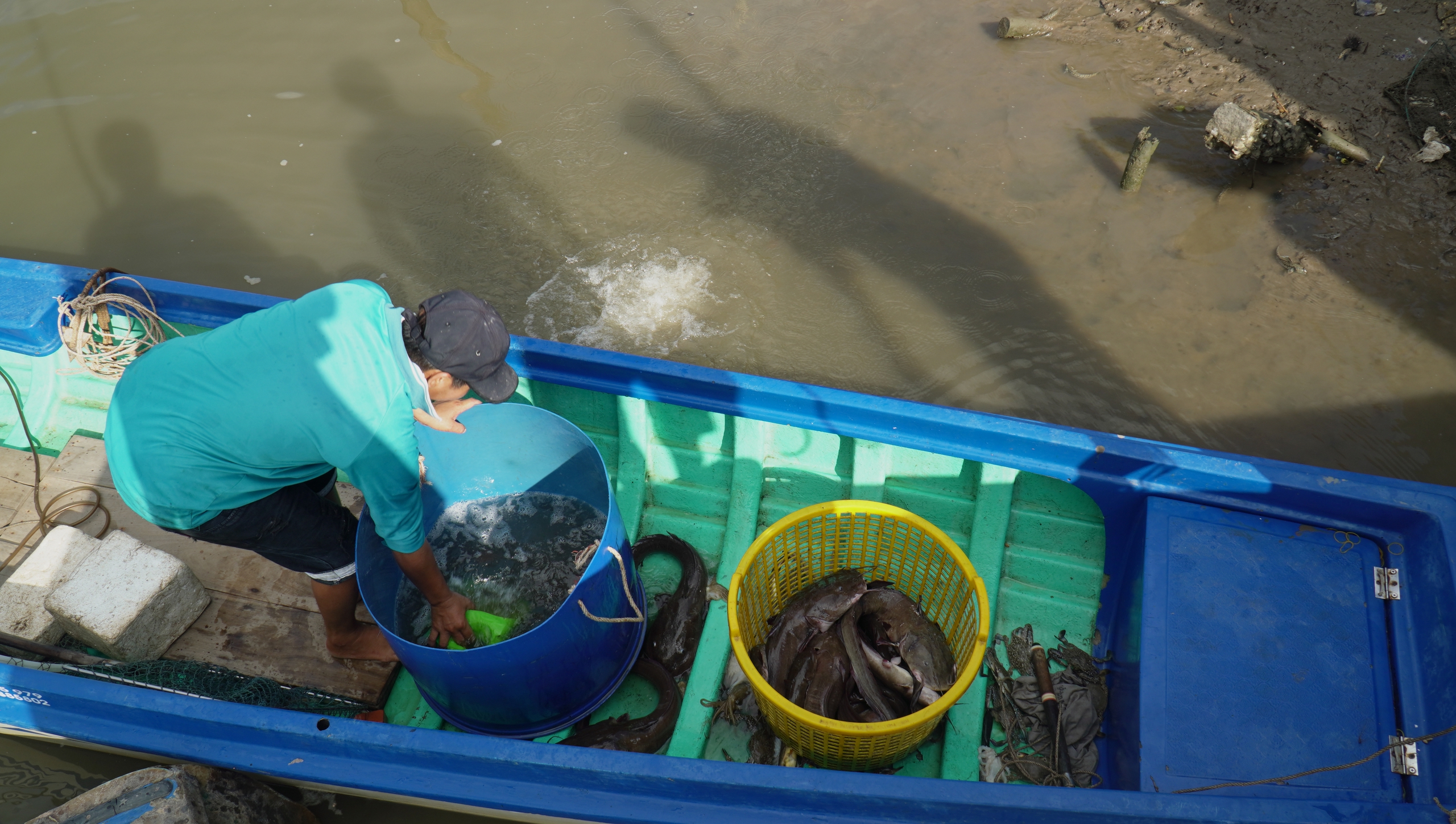 Câu kiều là câu kiểu gì mà chả cần mồi cũng bắt được cá to bự, nông dân Cà Mau thu tiền triệu mỗi ngày?- Ảnh 10.