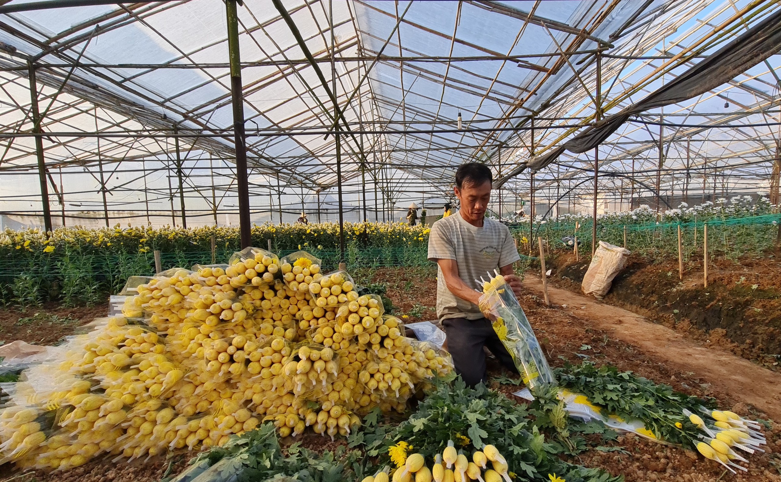 Chưa từng có, giá hoa cúc tại Lâm Đồng lại cao hơn nhiều lần giá hoa hồng - Ảnh 2.