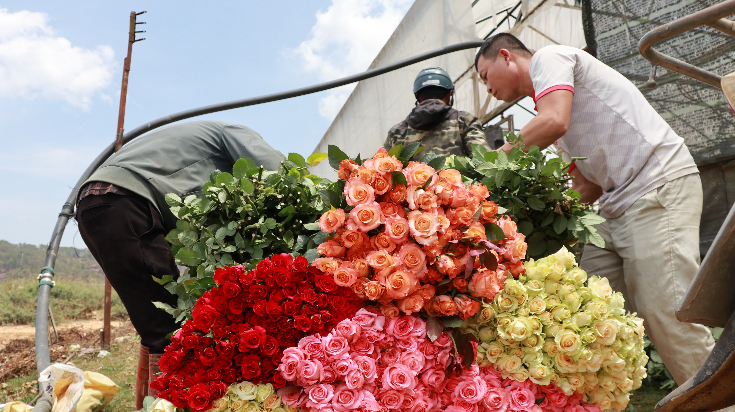Chưa từng có, giá hoa cúc tại Lâm Đồng lại cao hơn nhiều lần giá hoa hồng - Ảnh 1.