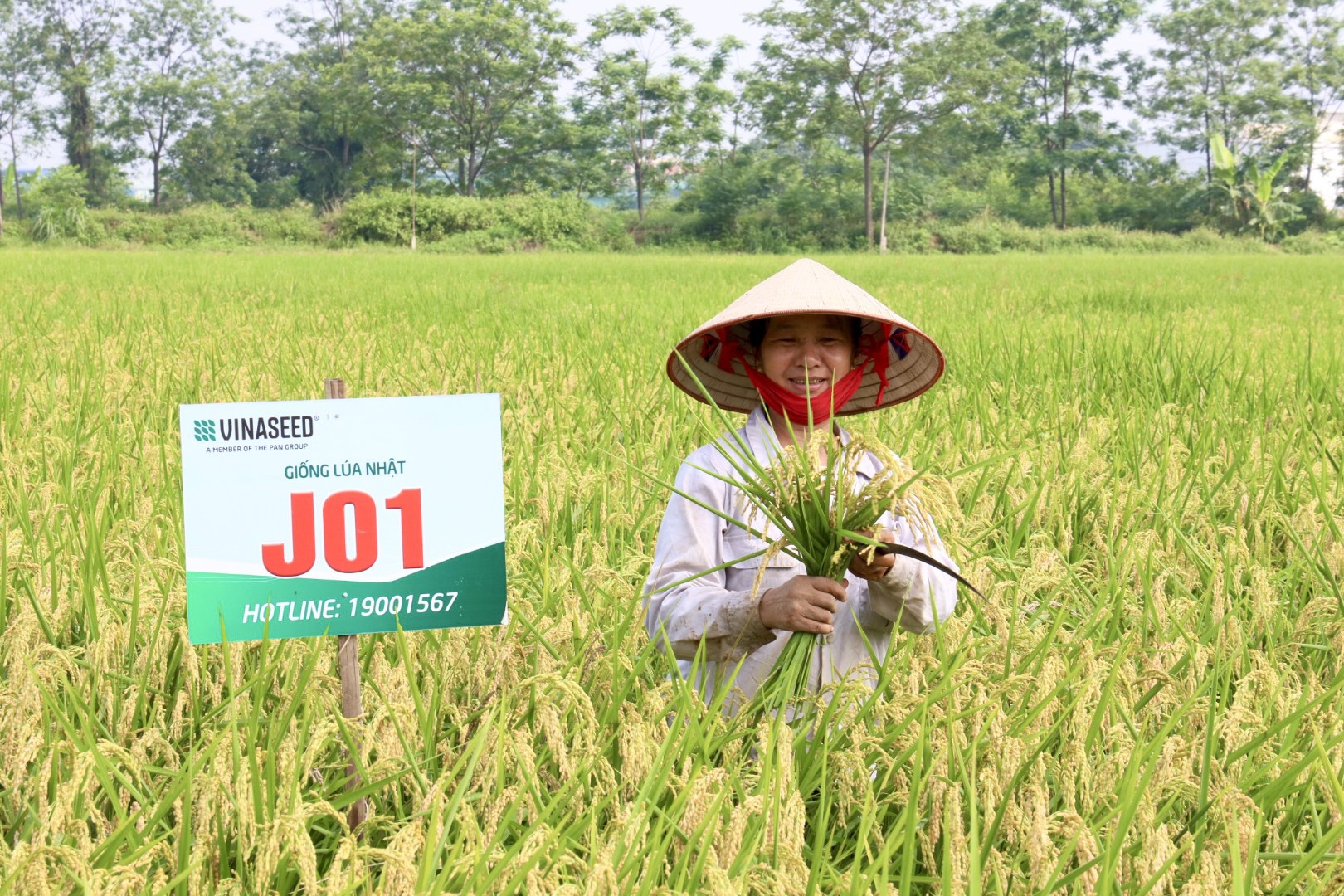 Japonica J01 - Giống lúa đột phá trong sản xuất nông nghiệp tỉnh Phú Thọ- Ảnh 2.